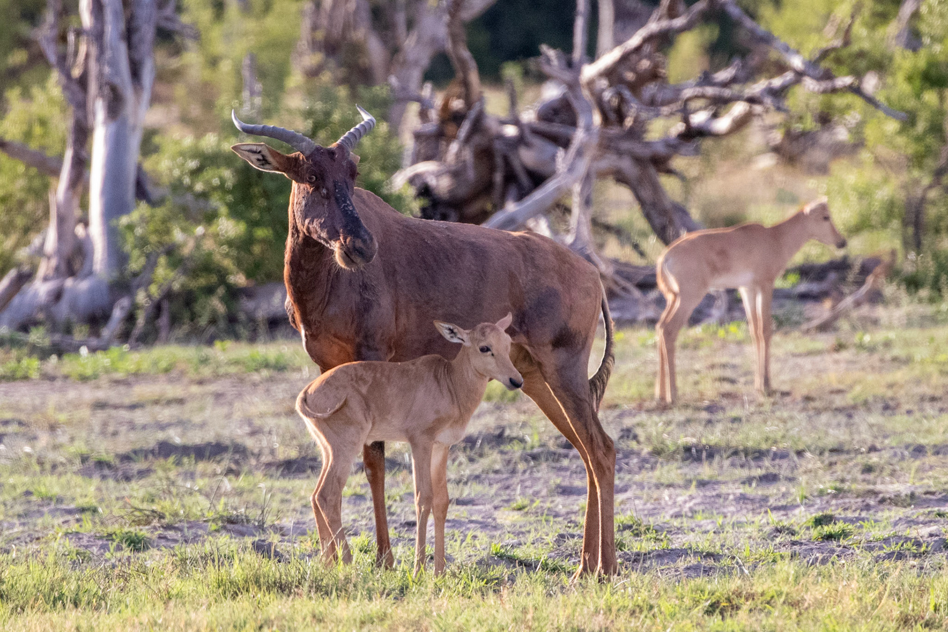 Tsessebe and  calf