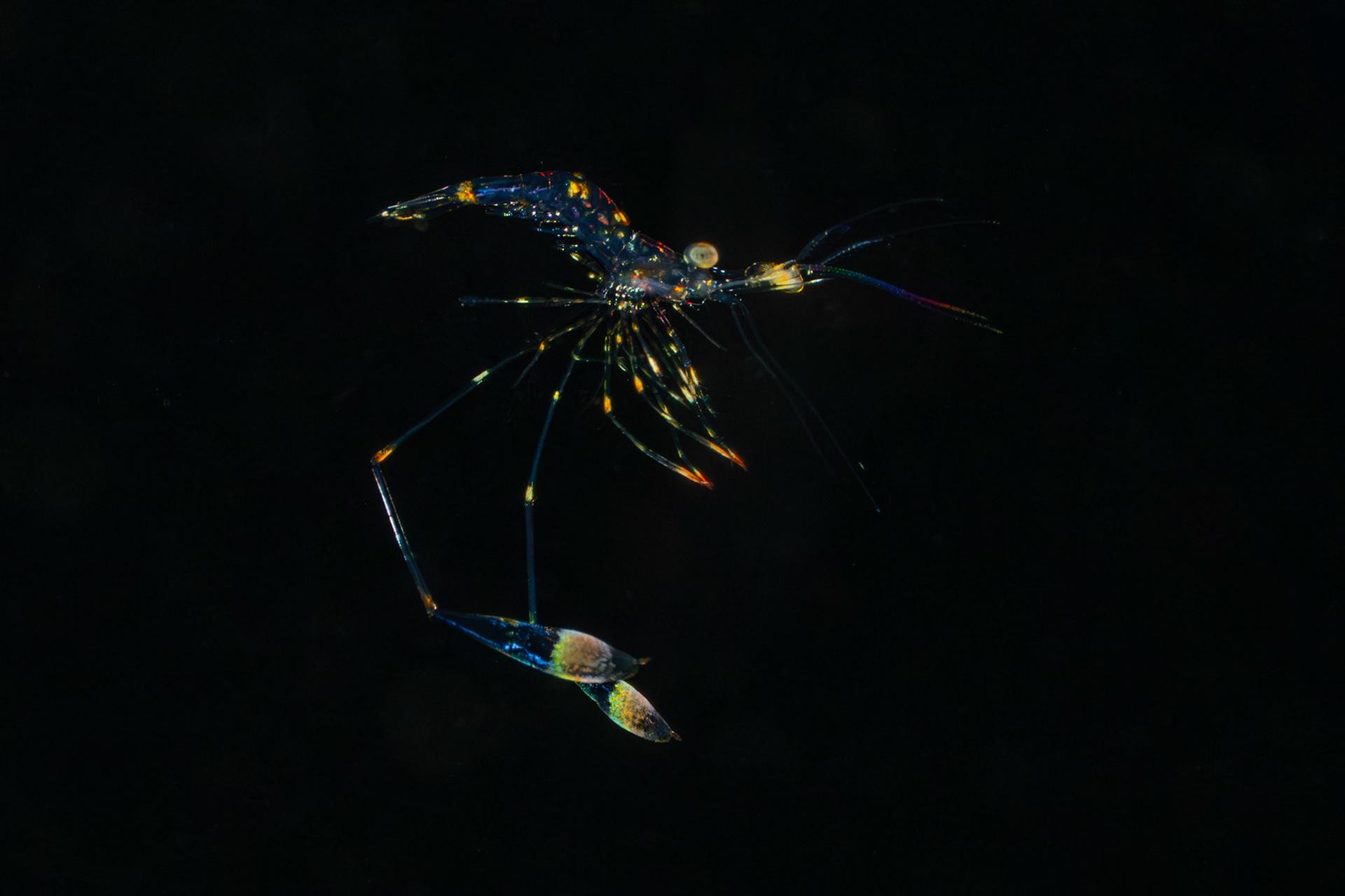 Lysmatidae Shrimp (Cleaner Shrimp)