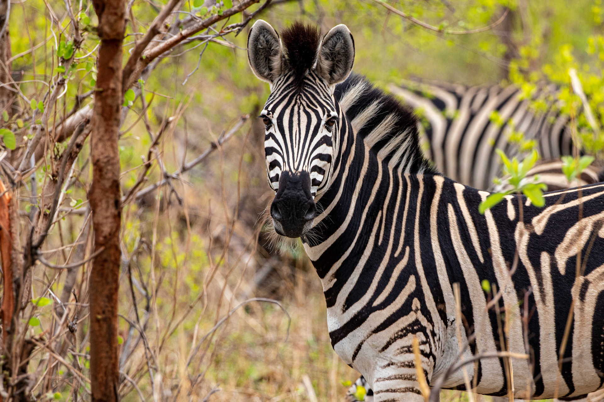 Zebra