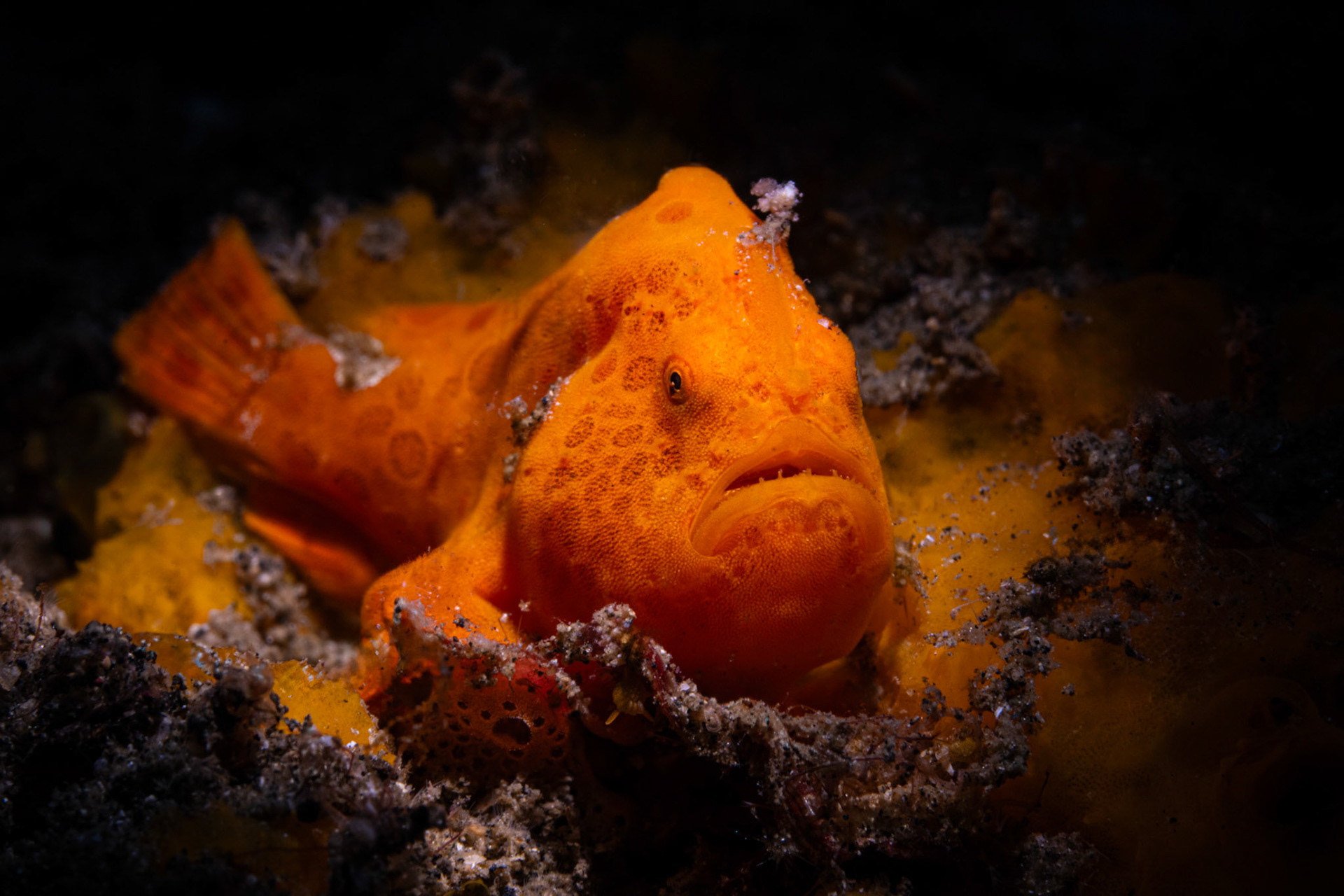 Painted Frogfish
