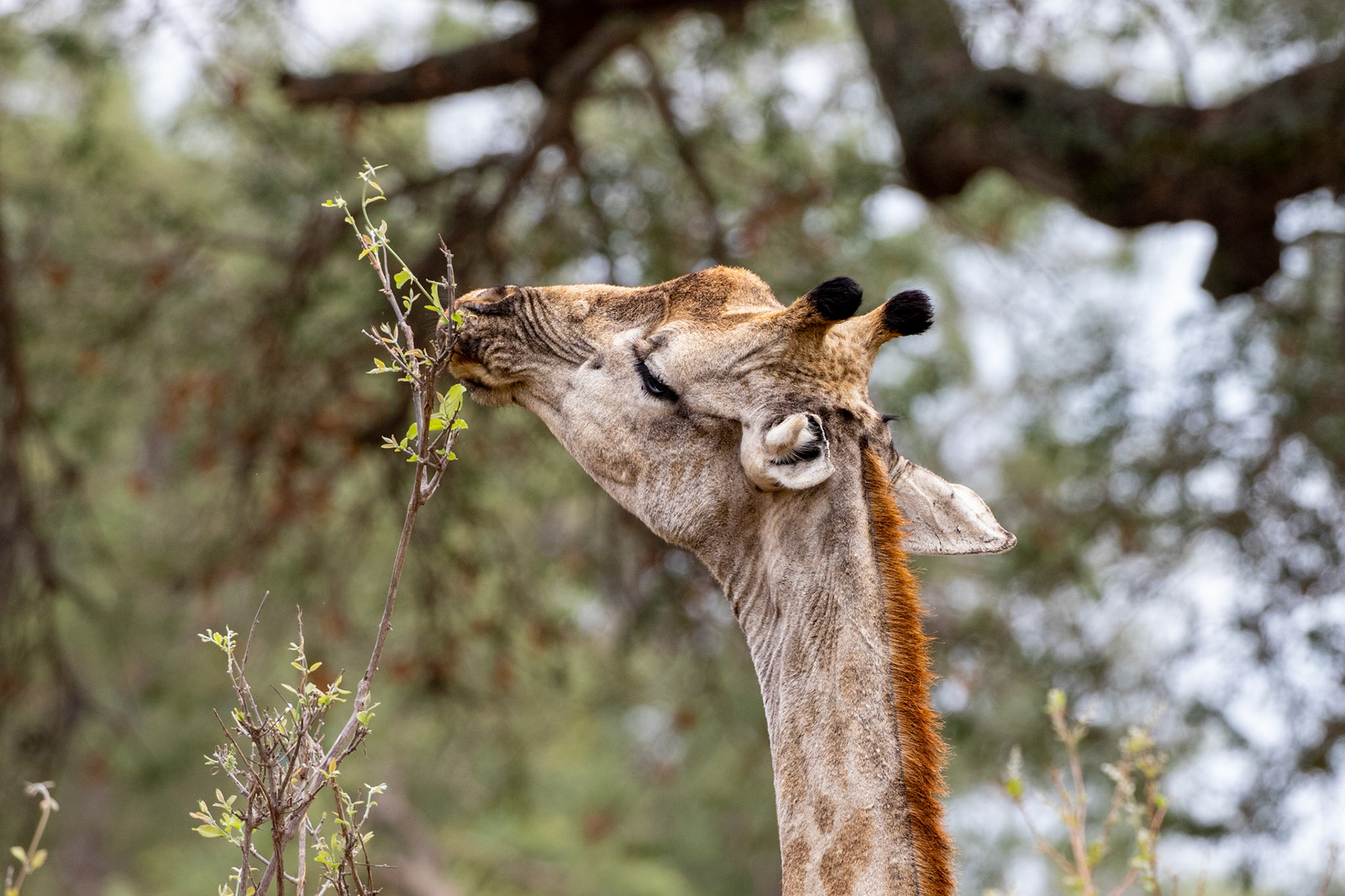 Giraffe