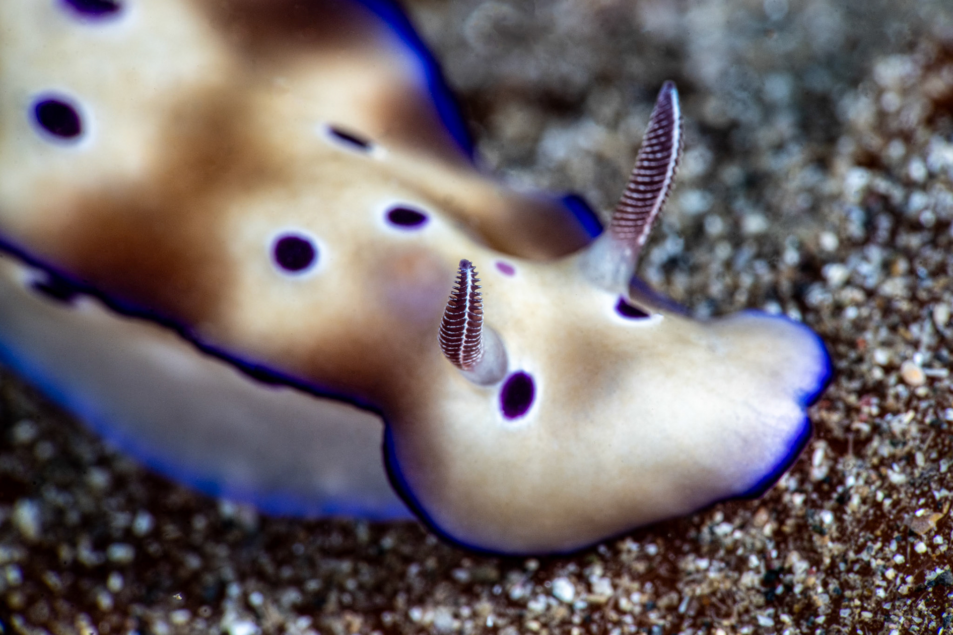 Nudibranch - Goniobranchus leopardus