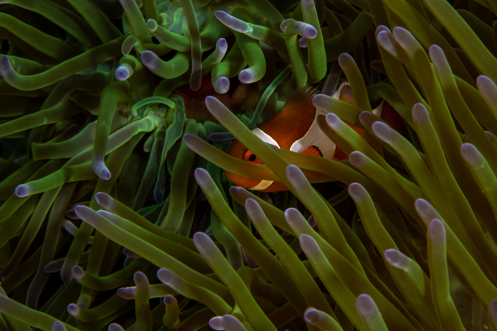 Tomato Anemonefish or Clownfish (Amphiprion frenatus)