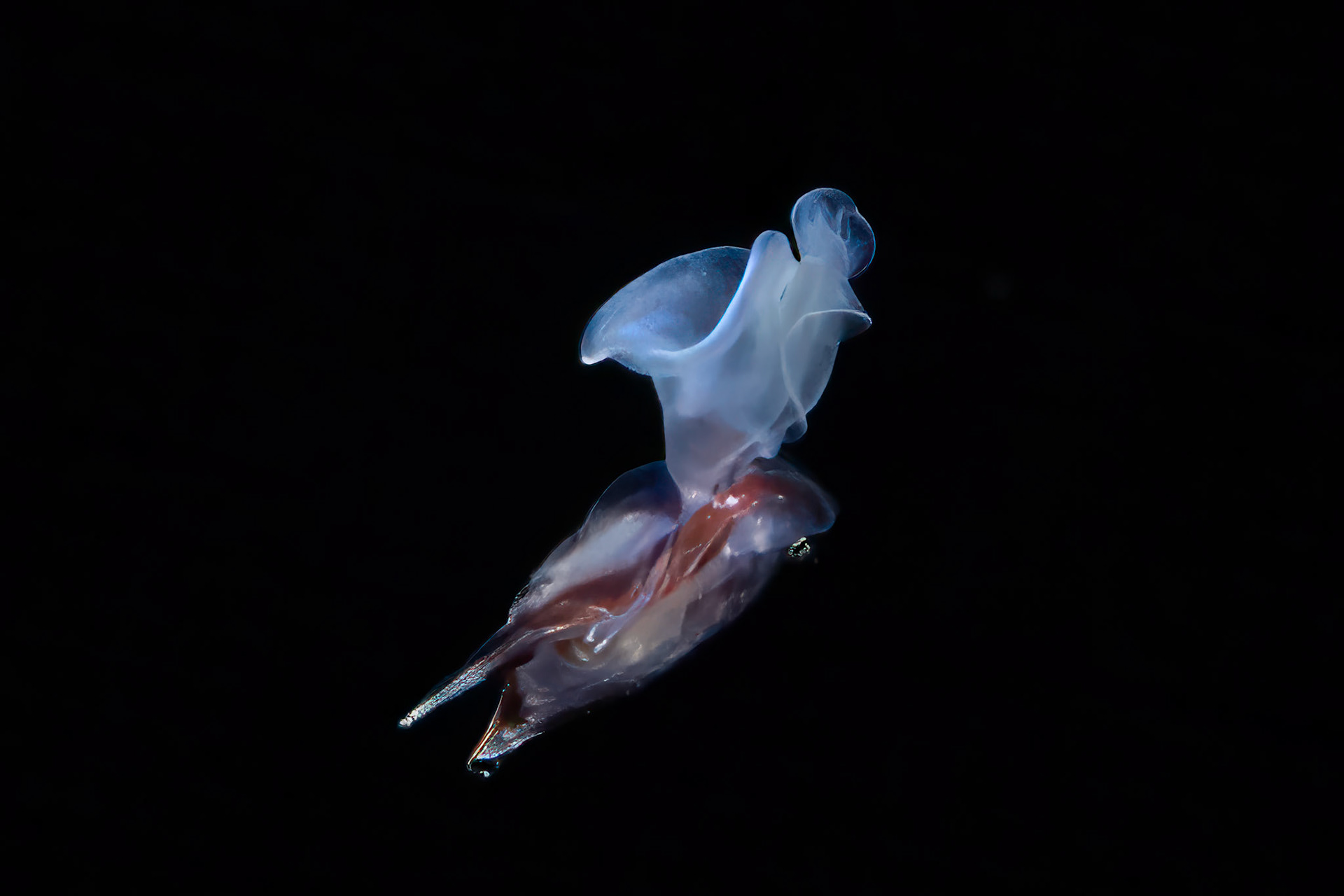 Sea Butterfly (Pteropod) on Blackwater Dive