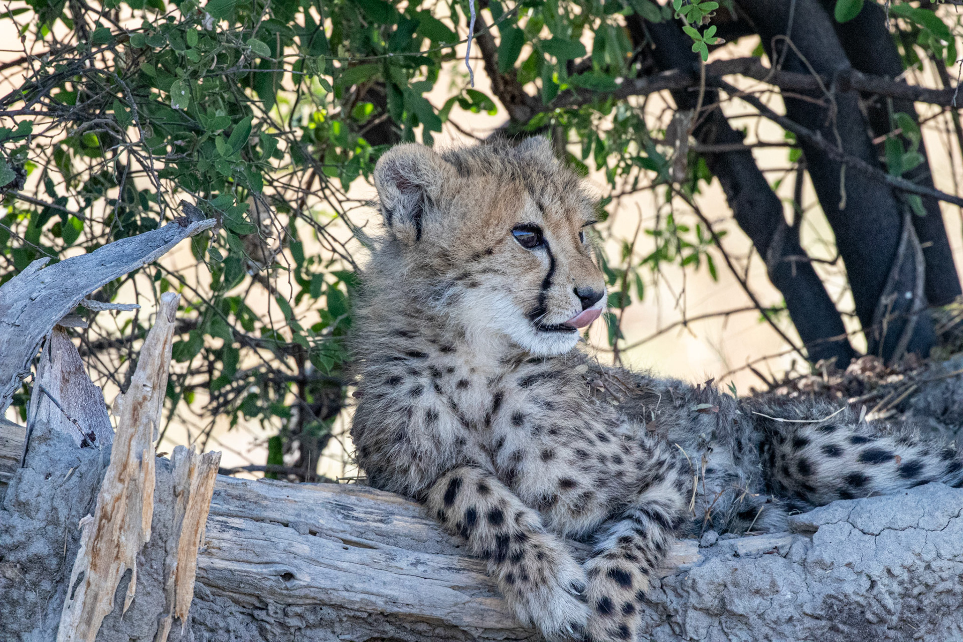 Cheetah cub