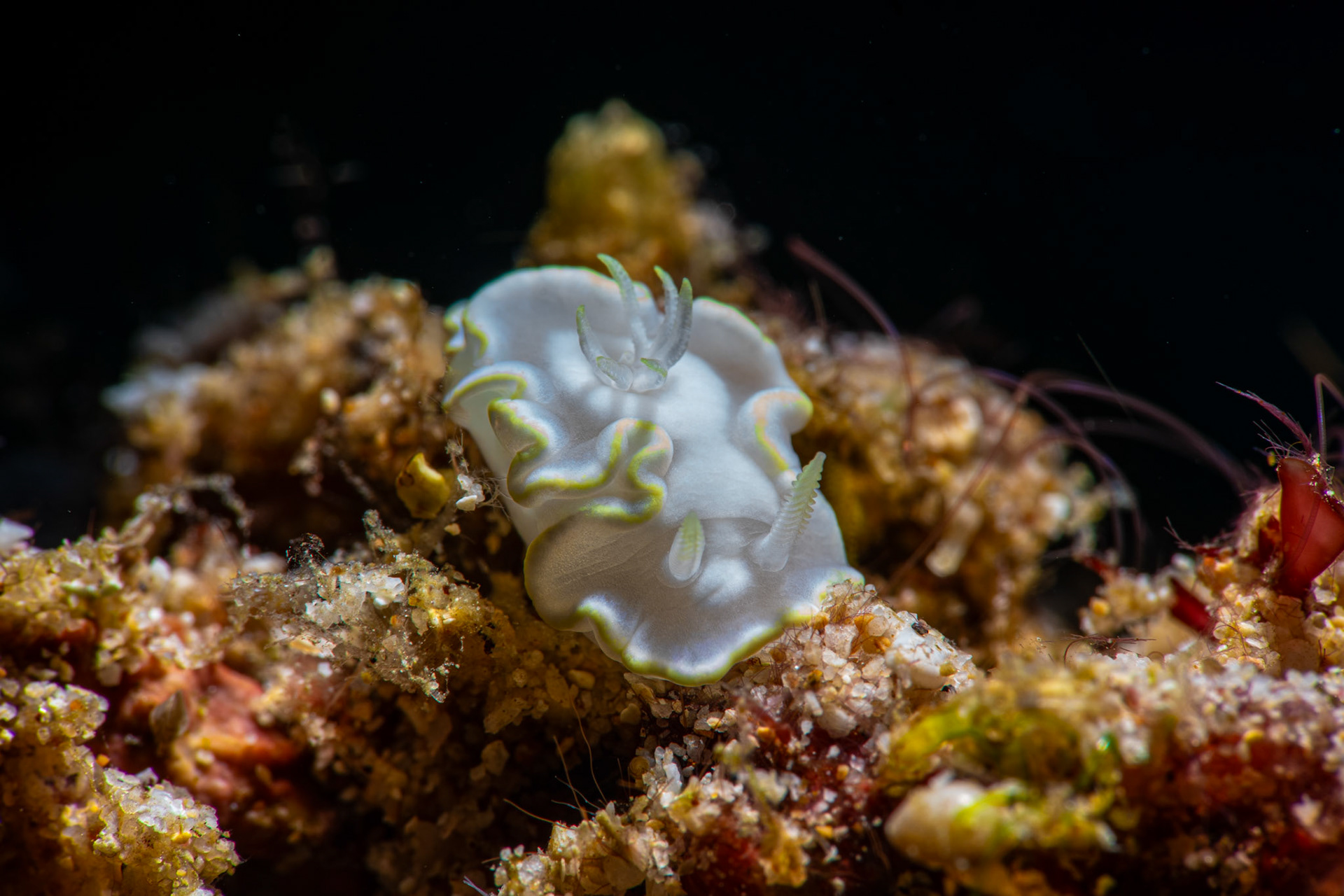 Glossidoris Pallida