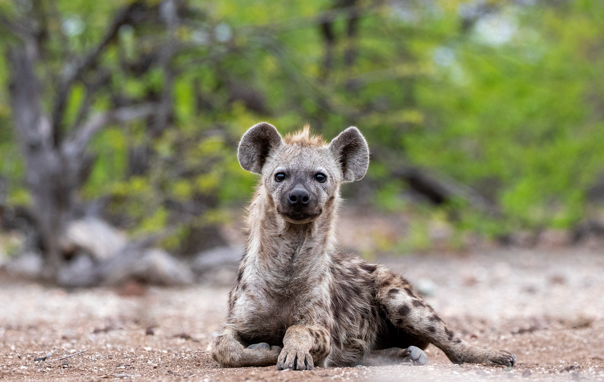 Hyena