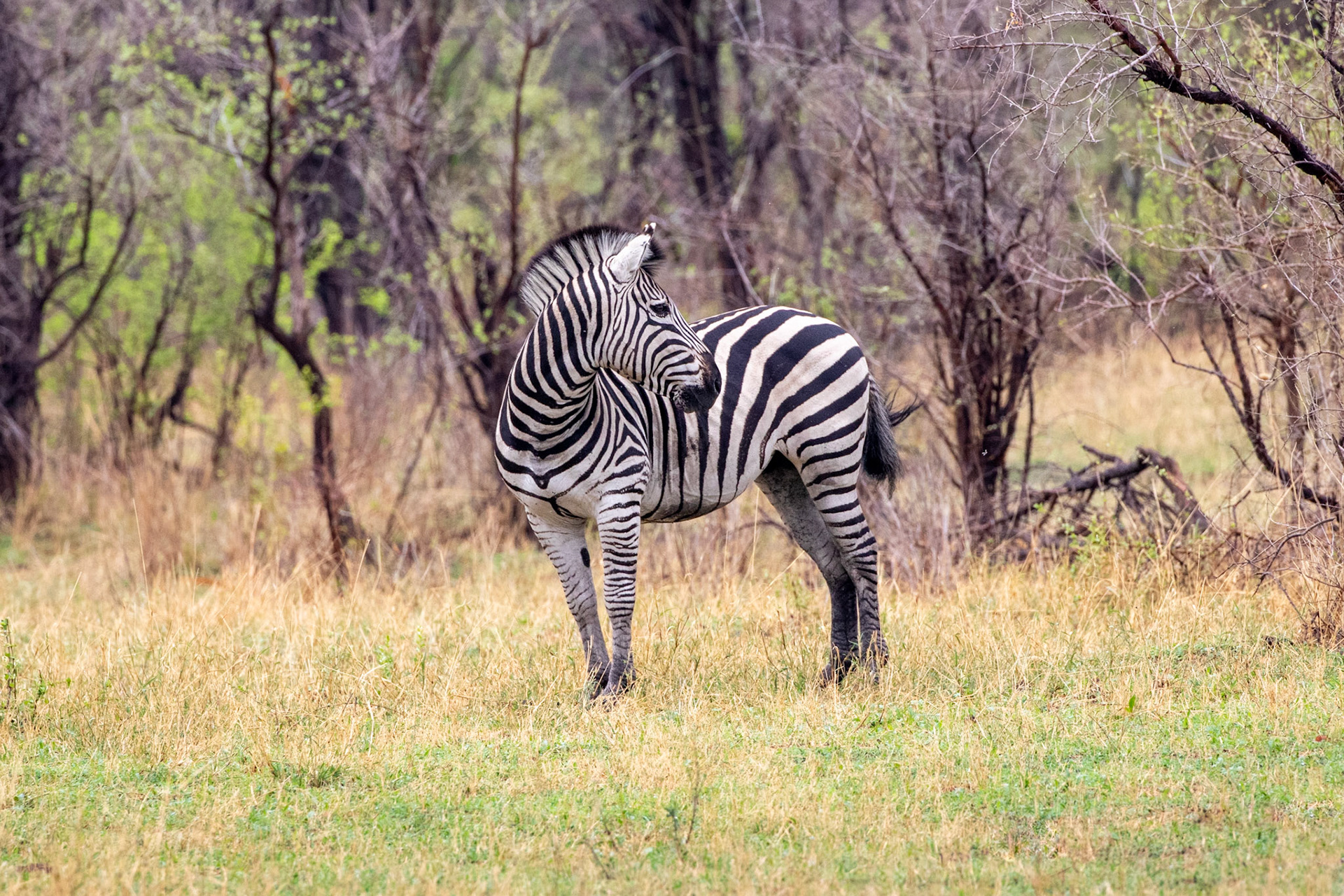 Zebra