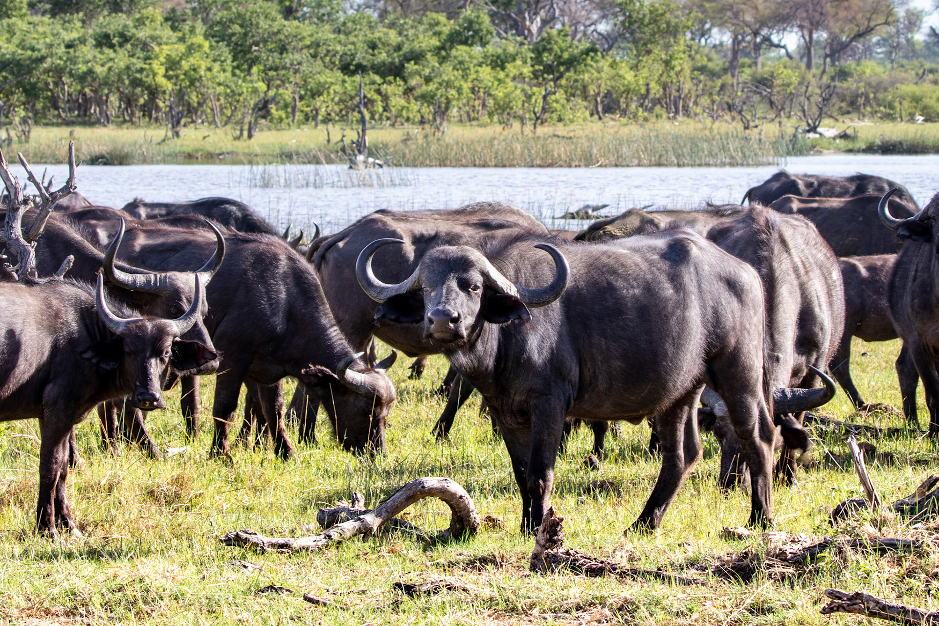 Water Buffalo
