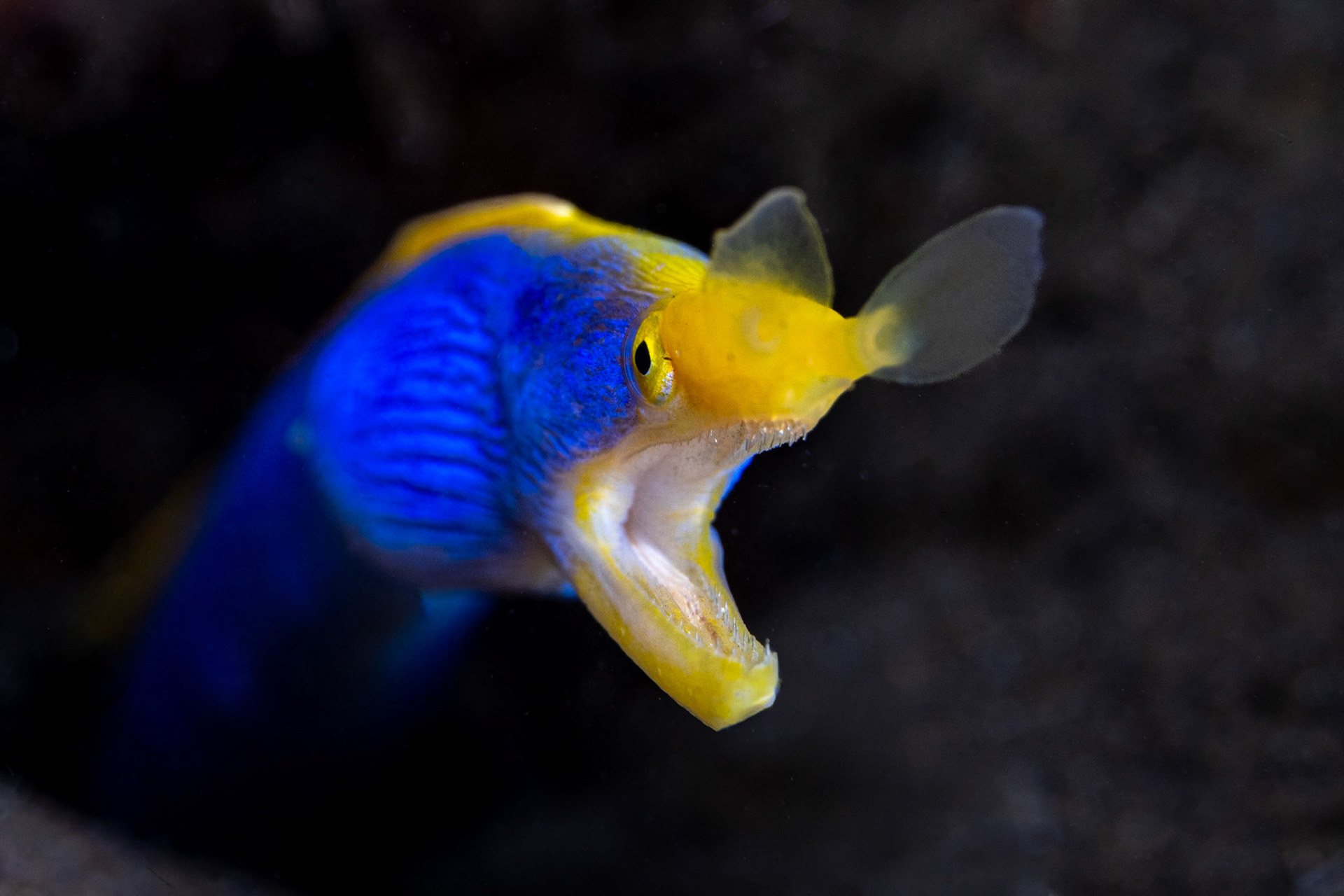 Ribbon Eel
