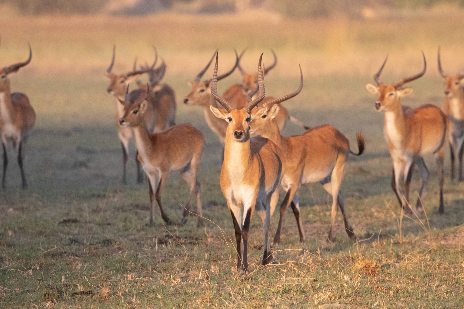 Red Lechwe