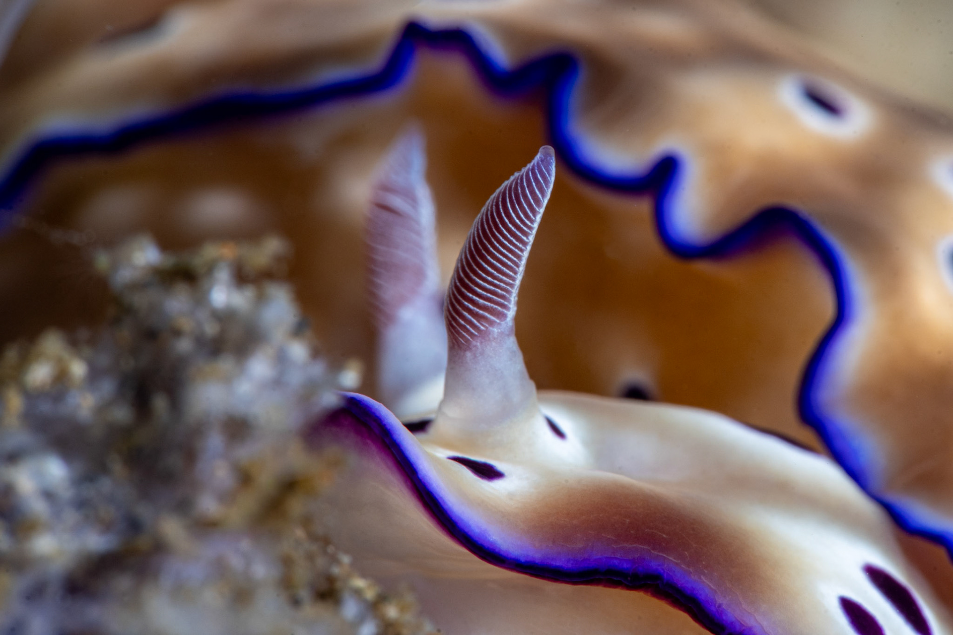 Chromodoris Leoparda