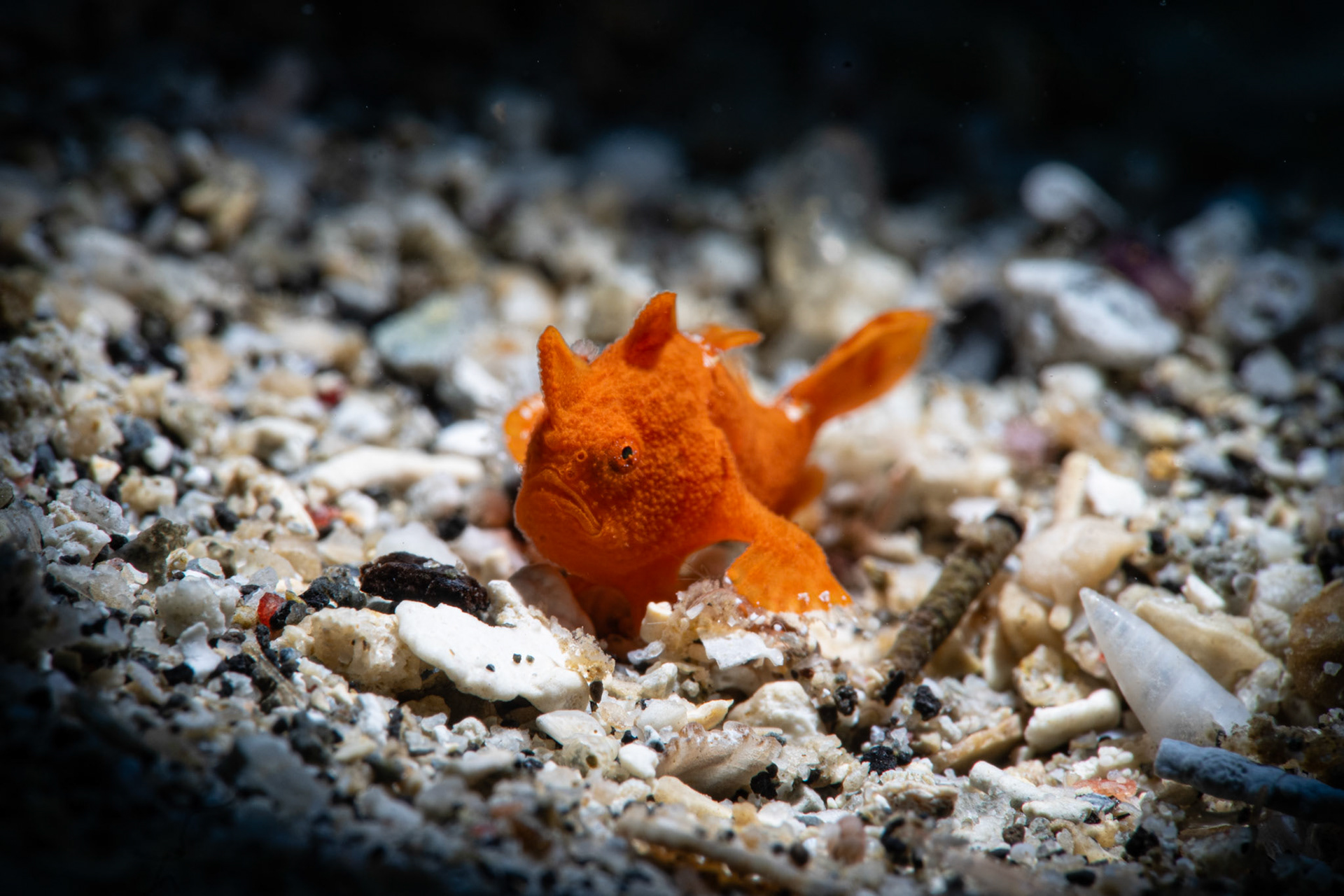 Juvenile Frogfish