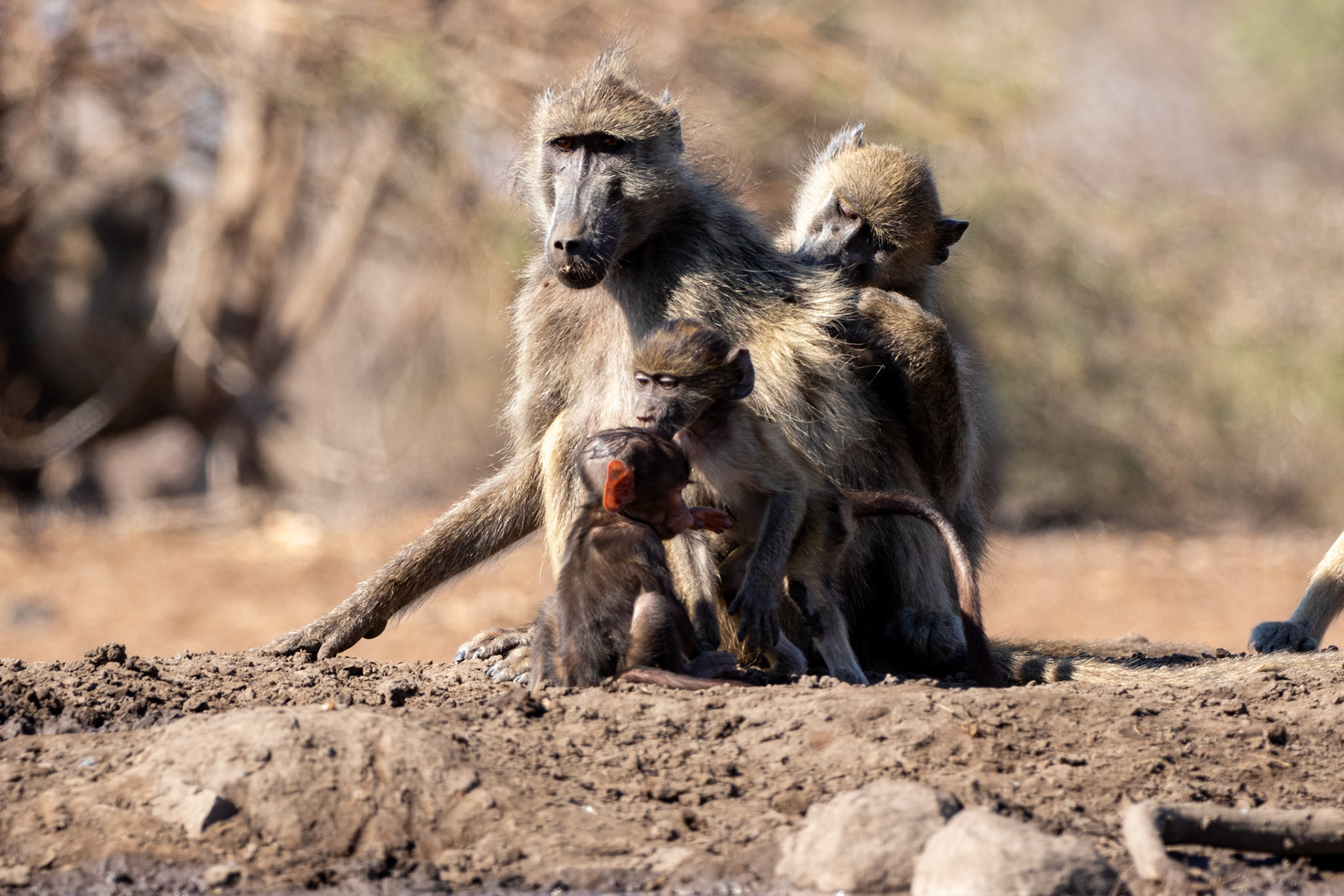 Baboon