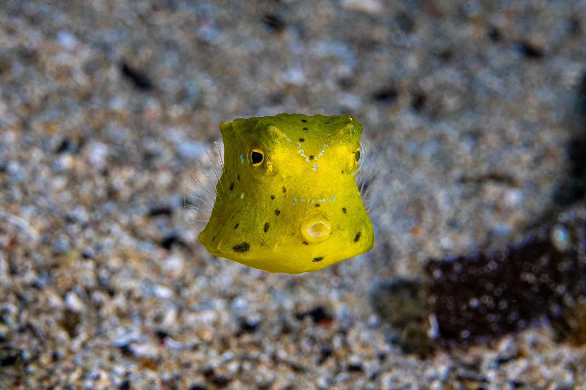 Yellow Boxfish