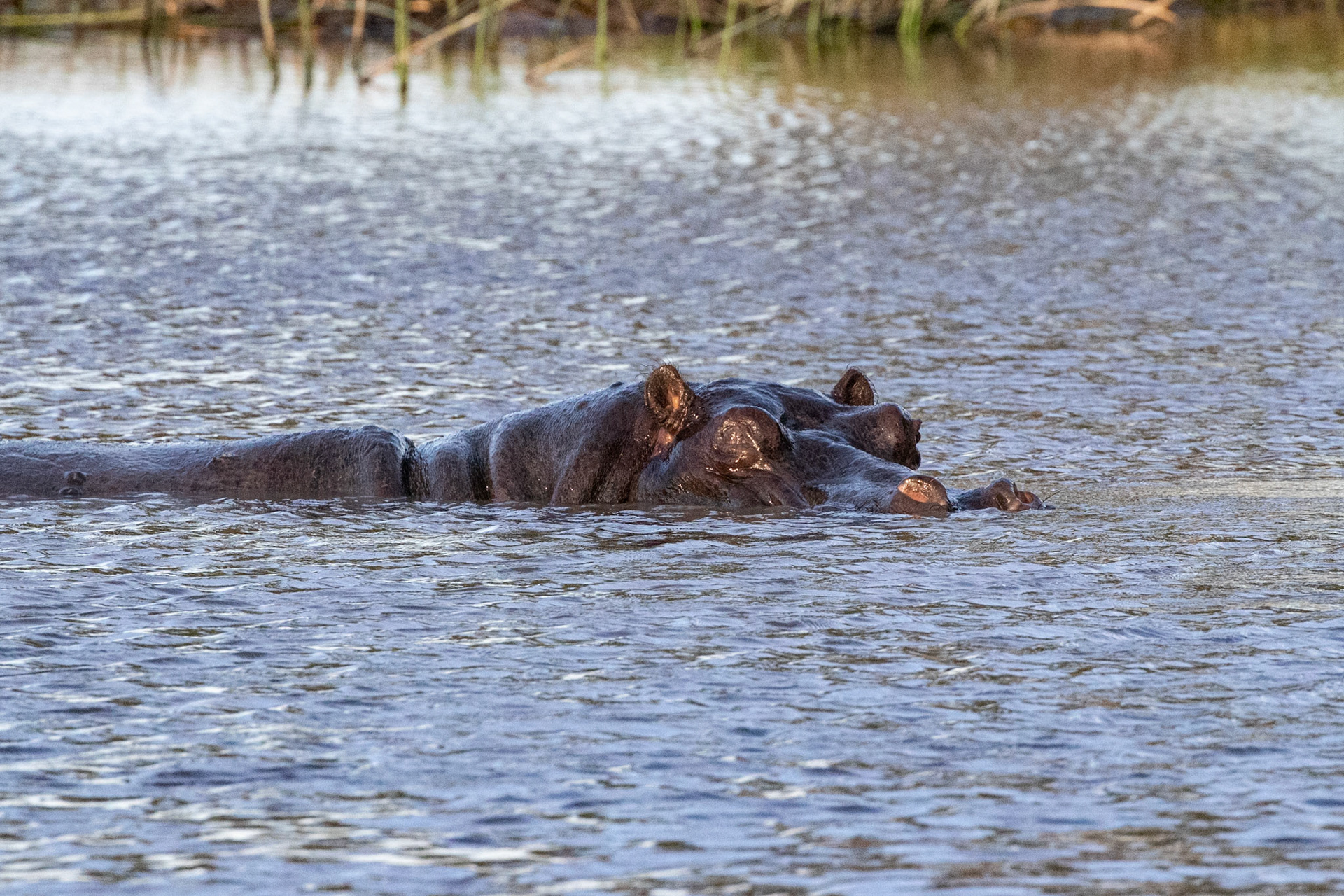 Hippopotamus