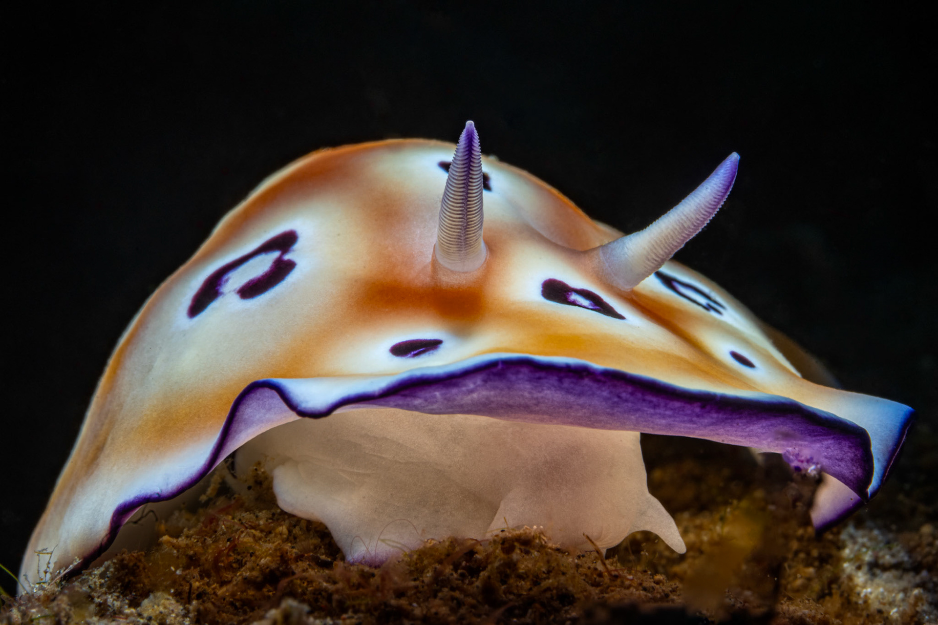 Nudibranch - Goniobranchus leopardus