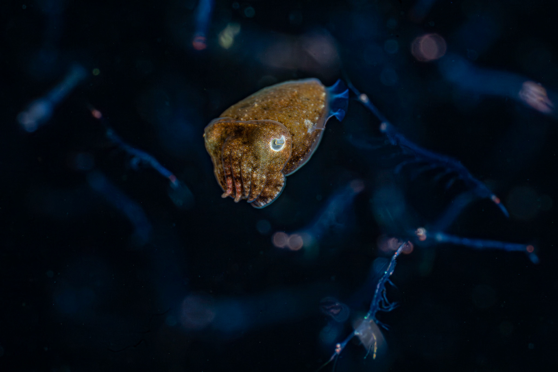 Juvenile Cuttlefish (12mm)