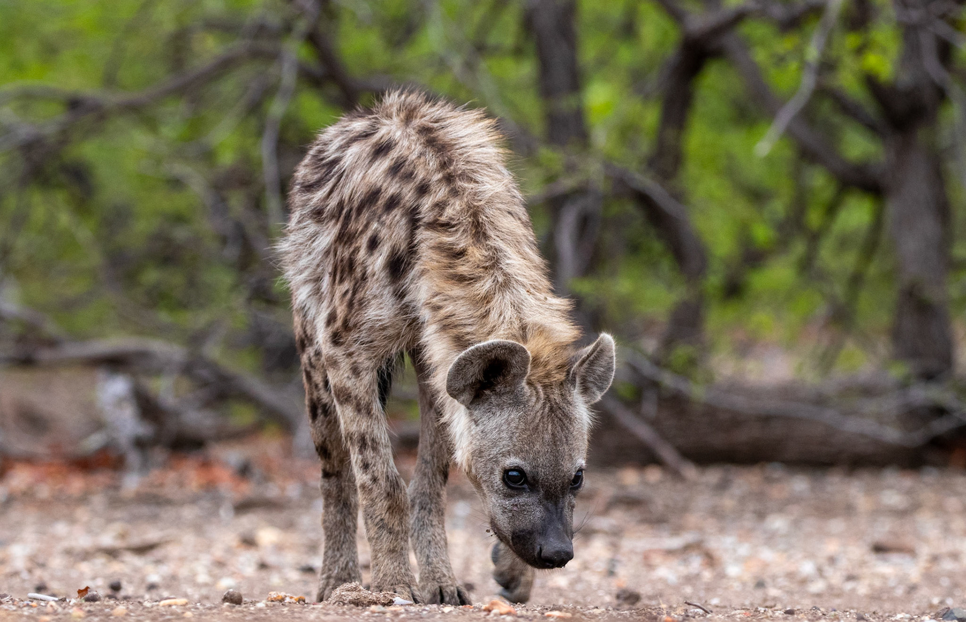 Hyena