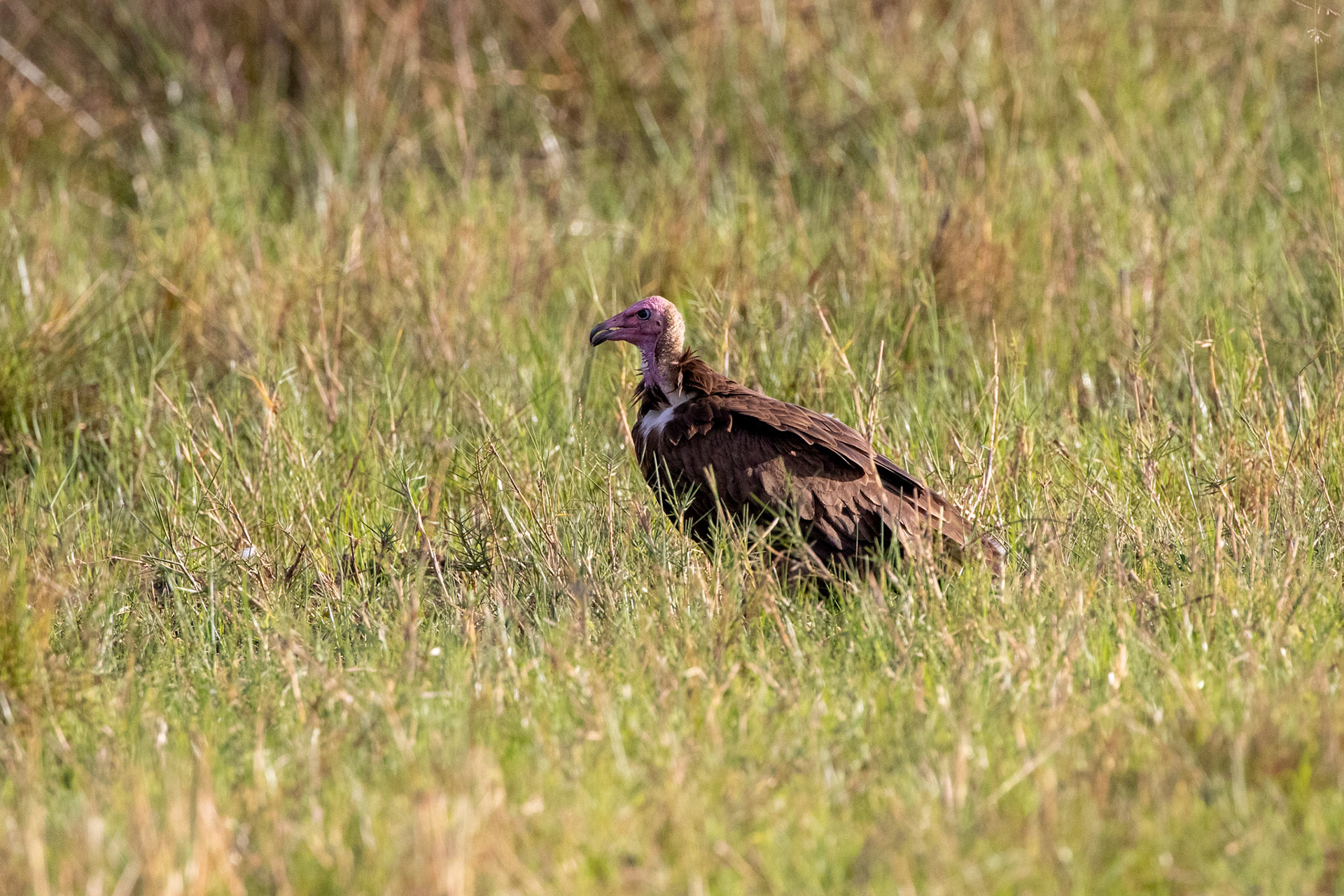 Hooded Vulture
