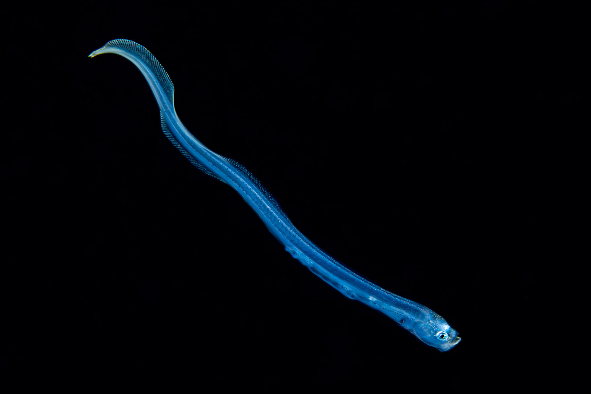Brotula on Blackwater Dive