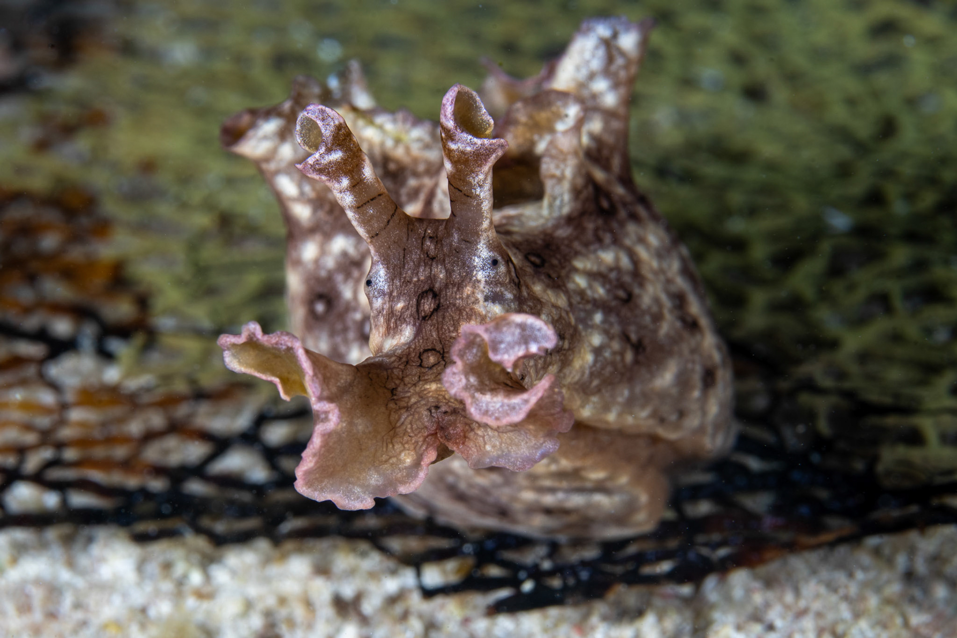 Sea hare - front view - night dive