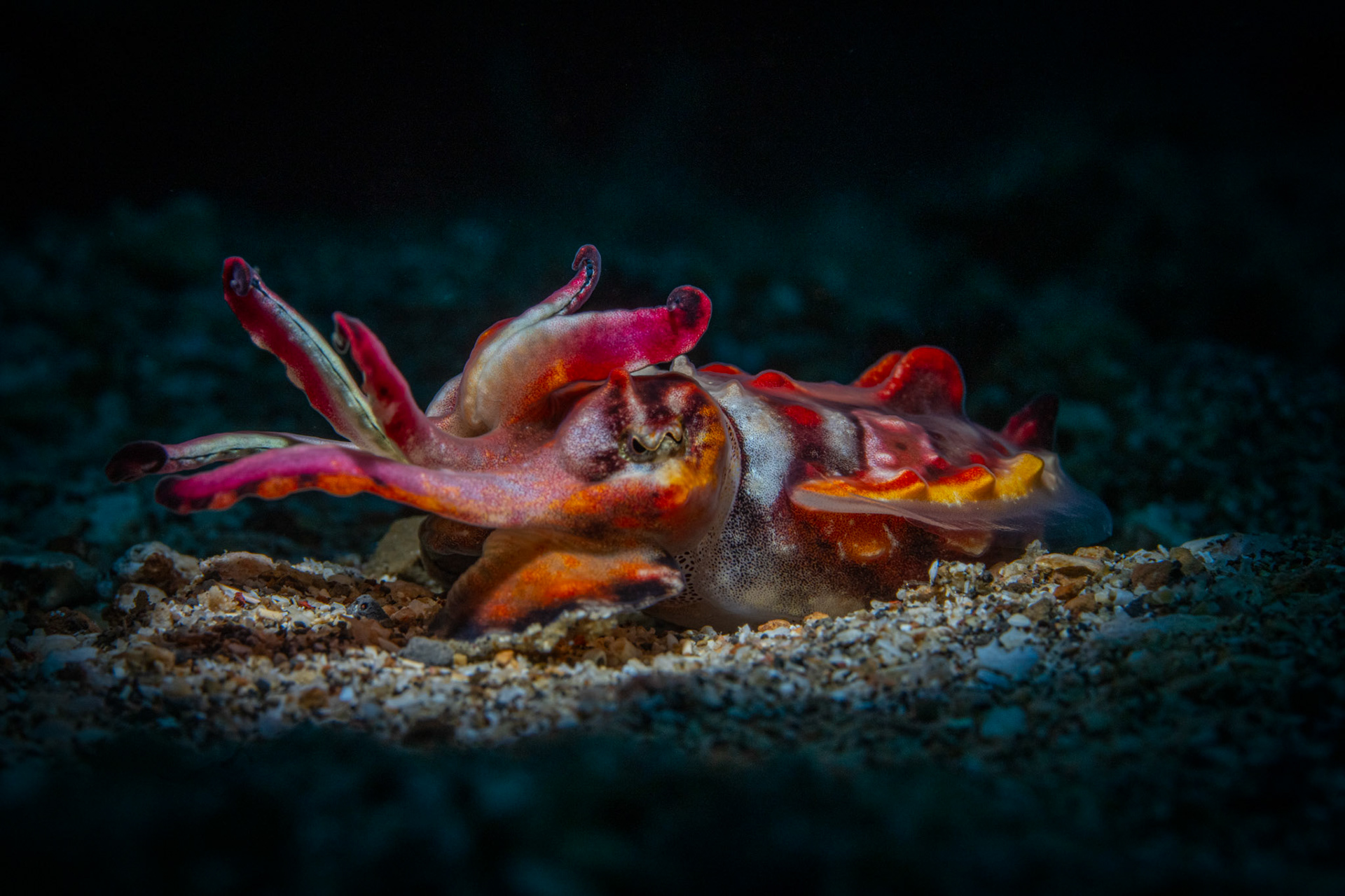Flambuoyant Cuttlefish