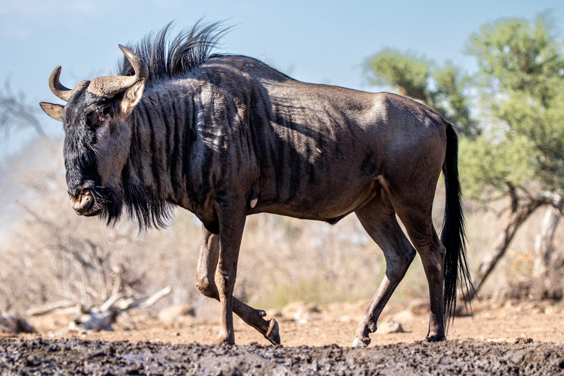 Wildebeest