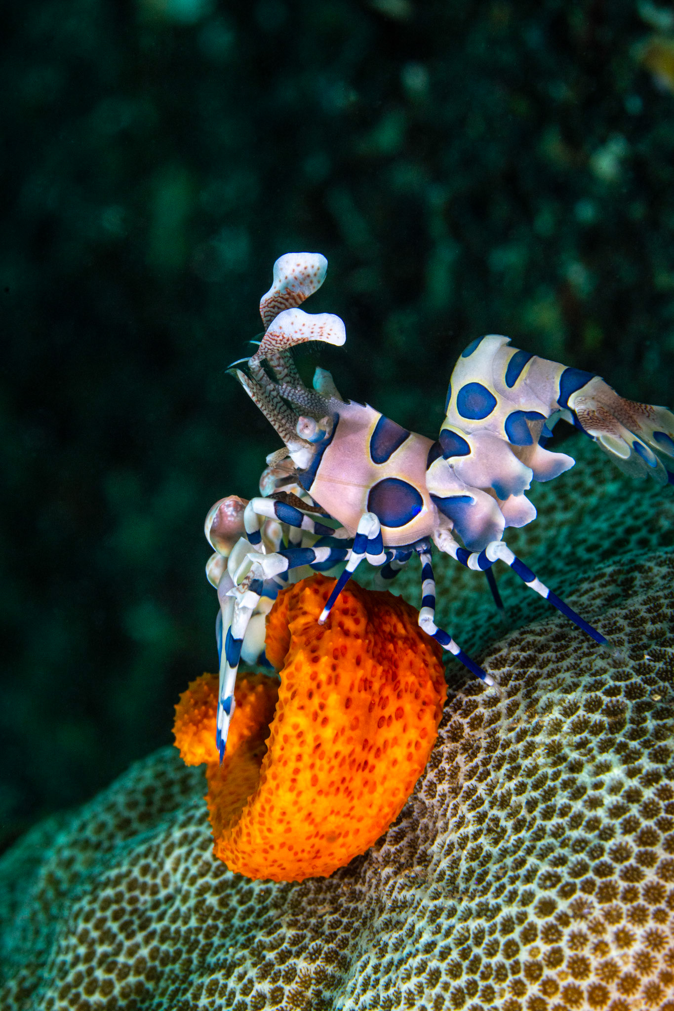 Harlequin Shrimp feasting on starfish arm
