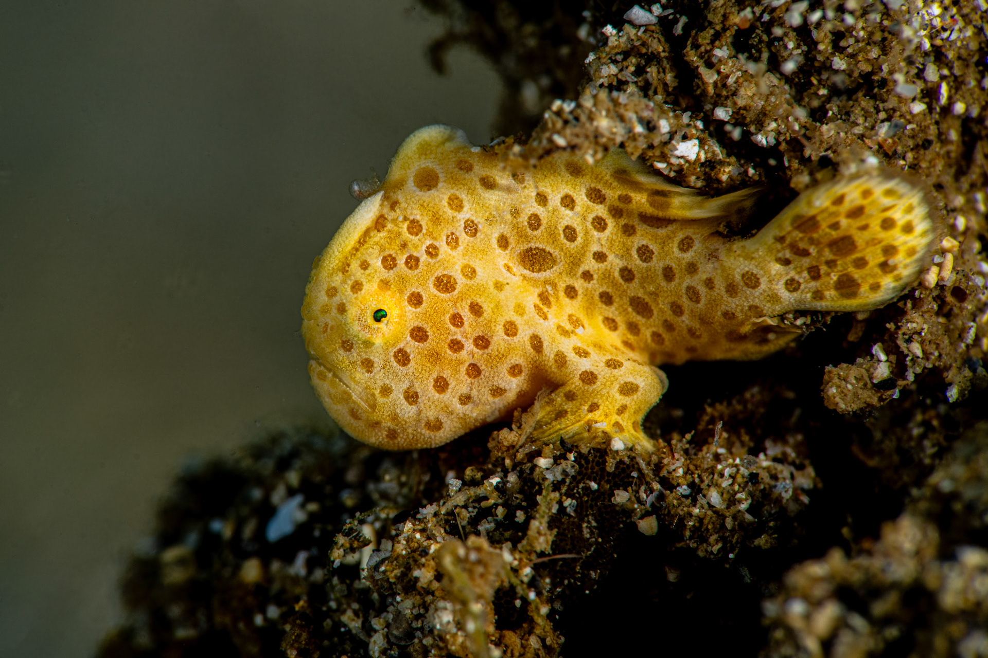 Painted Frogfish