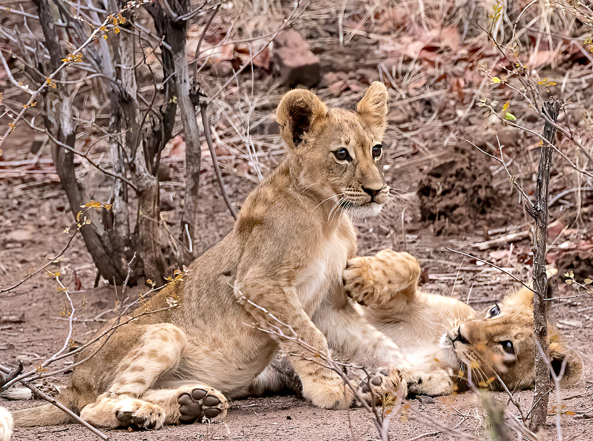 Lion cubs