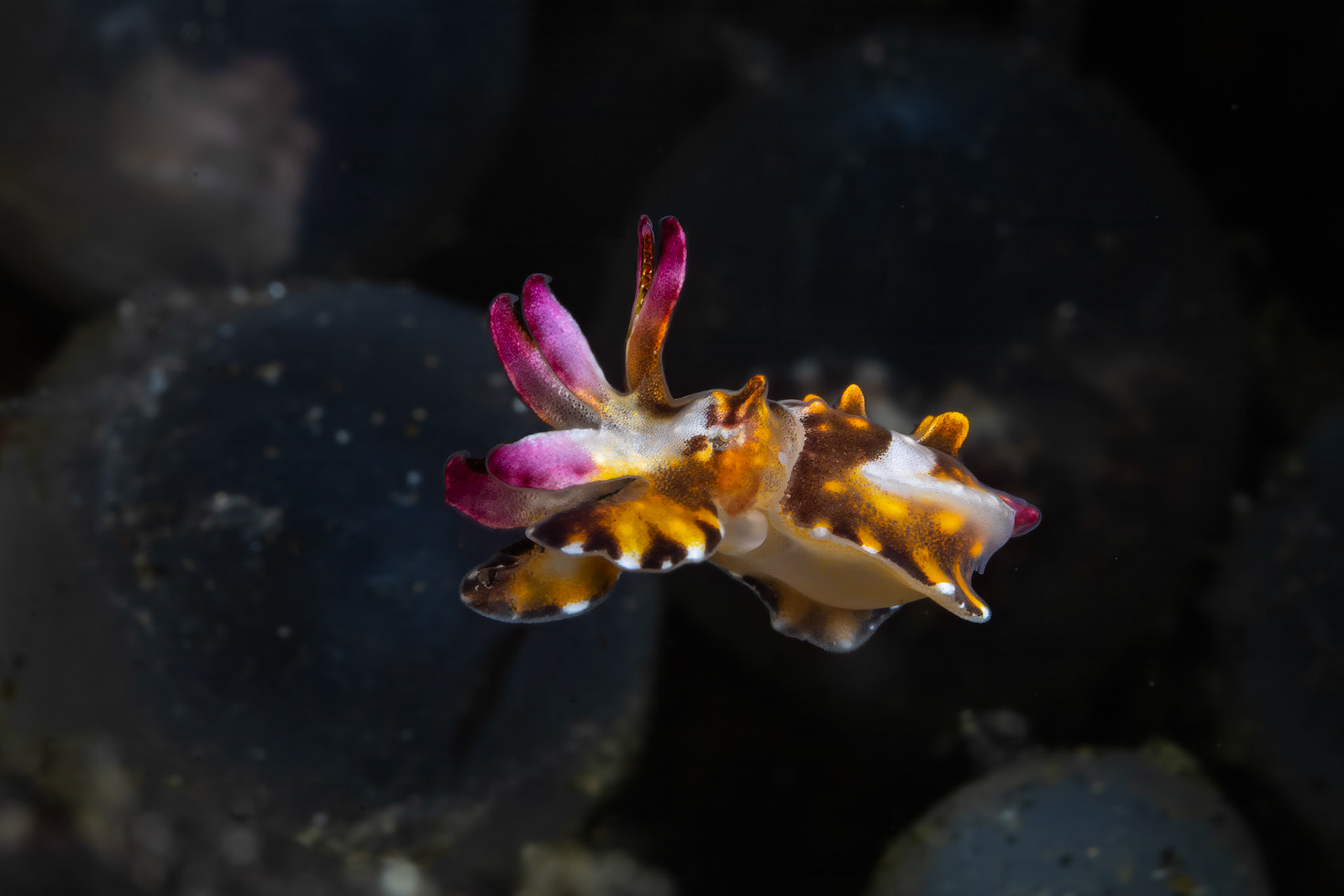 Flambuoyant Cuttlefish (3 - 4 millimeters, two minutes old)