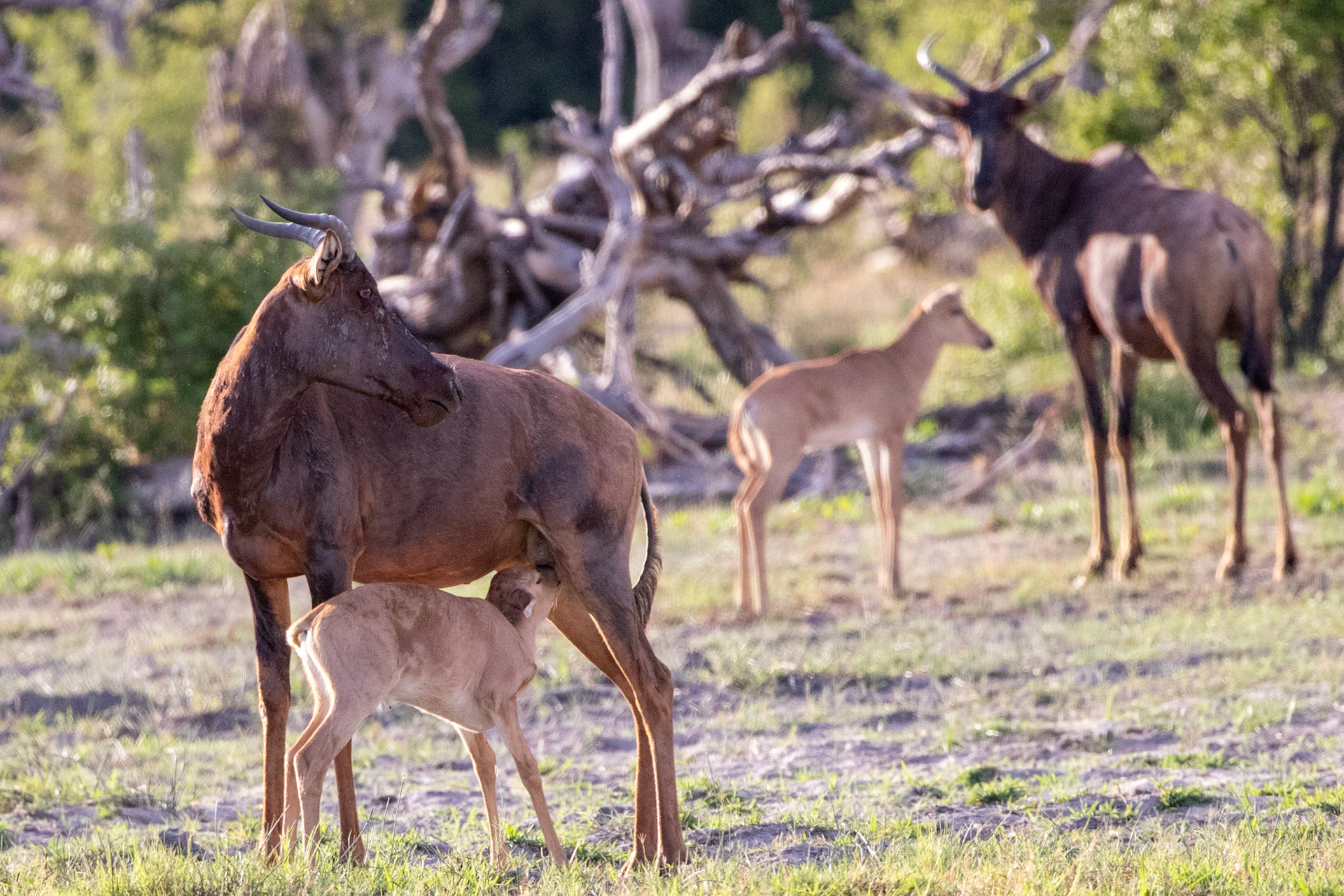 Tsessebe nursing its calf