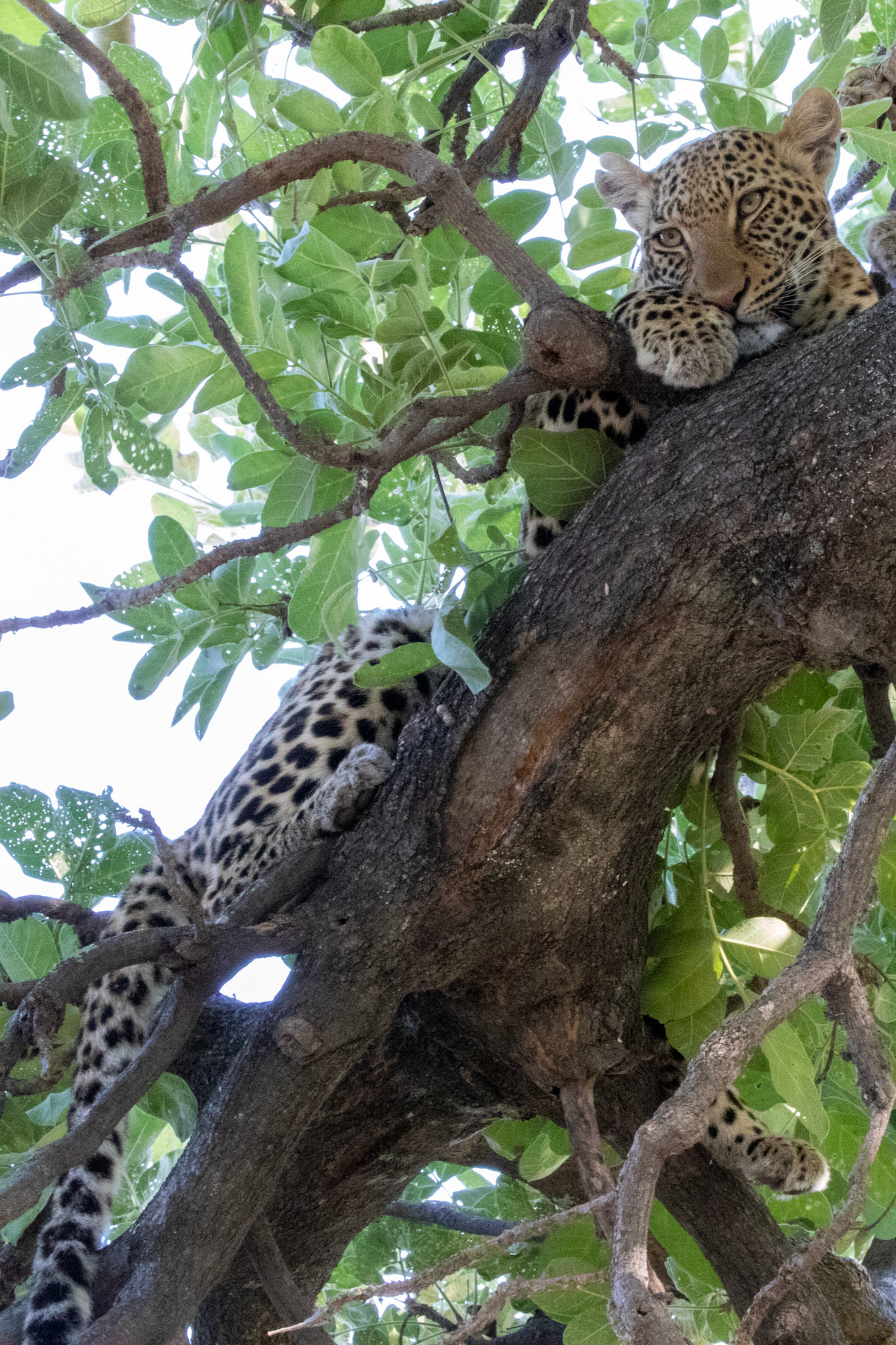 Leopard