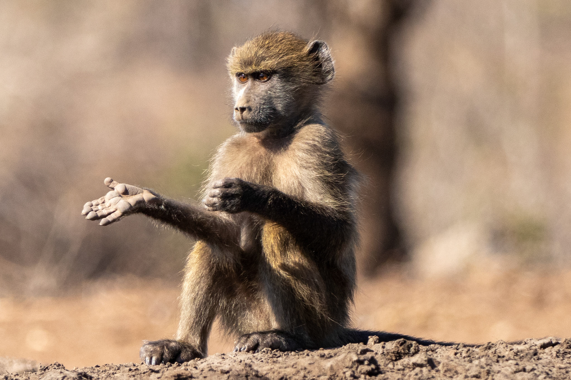 Baboon