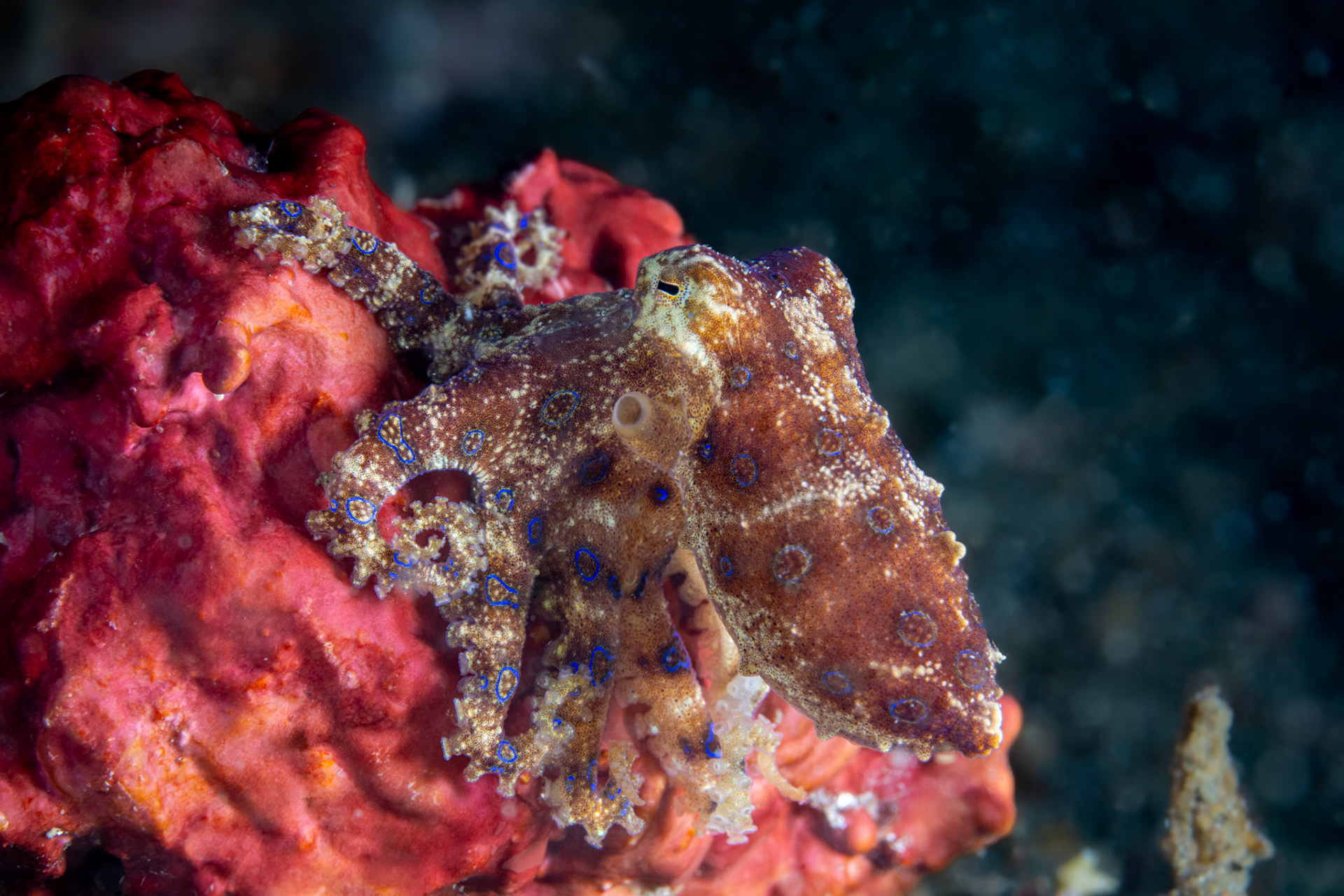 Blue Ringed Octopus