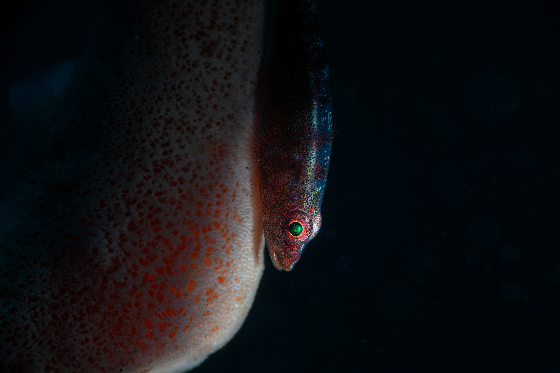 Large Whip Goby (Bryaninops amplus).