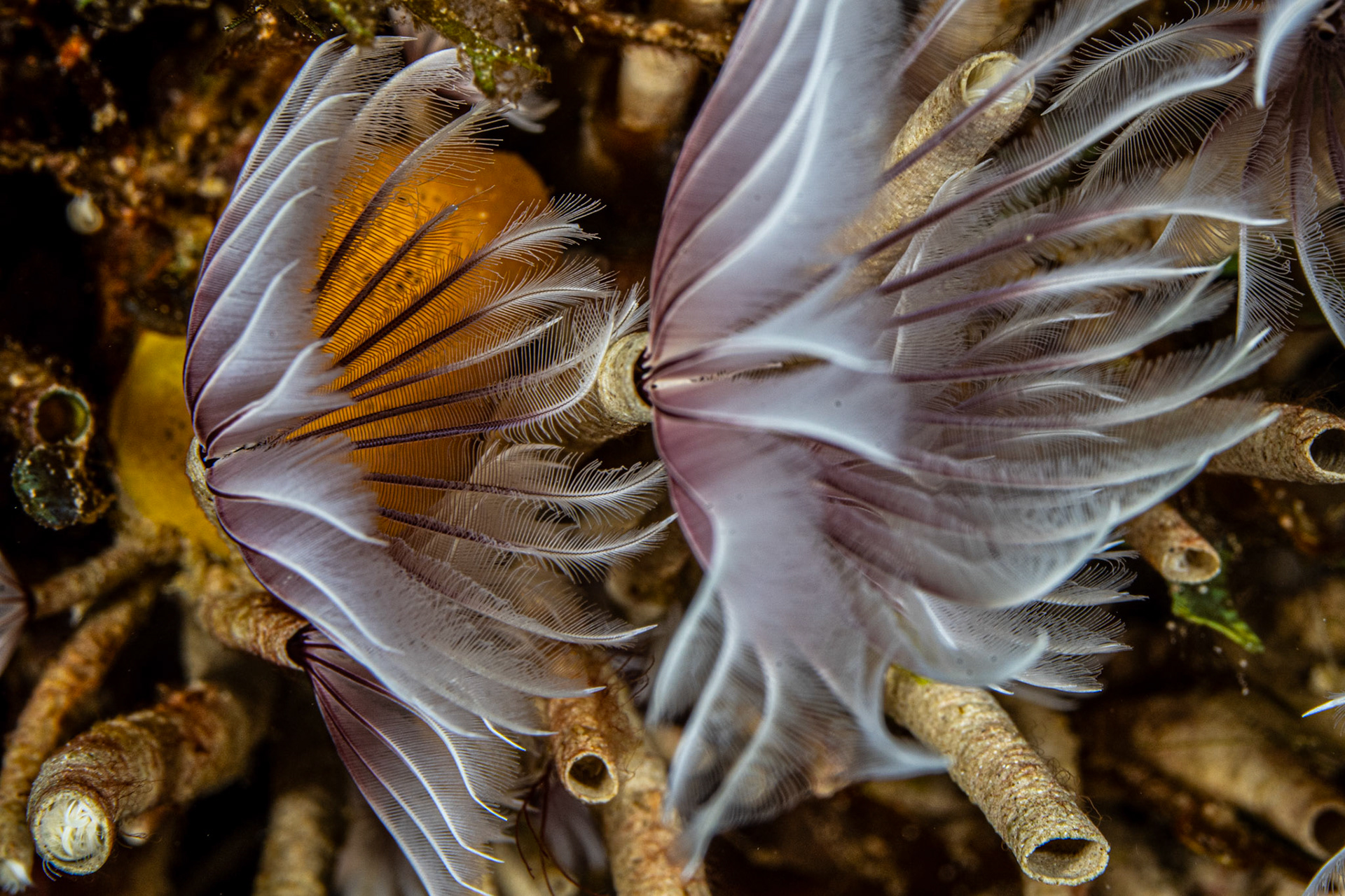 Feather duster tube worm