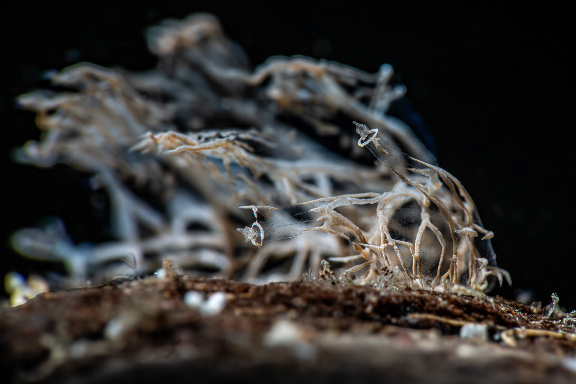 Ghost Nudibranch (Melibe colemani )