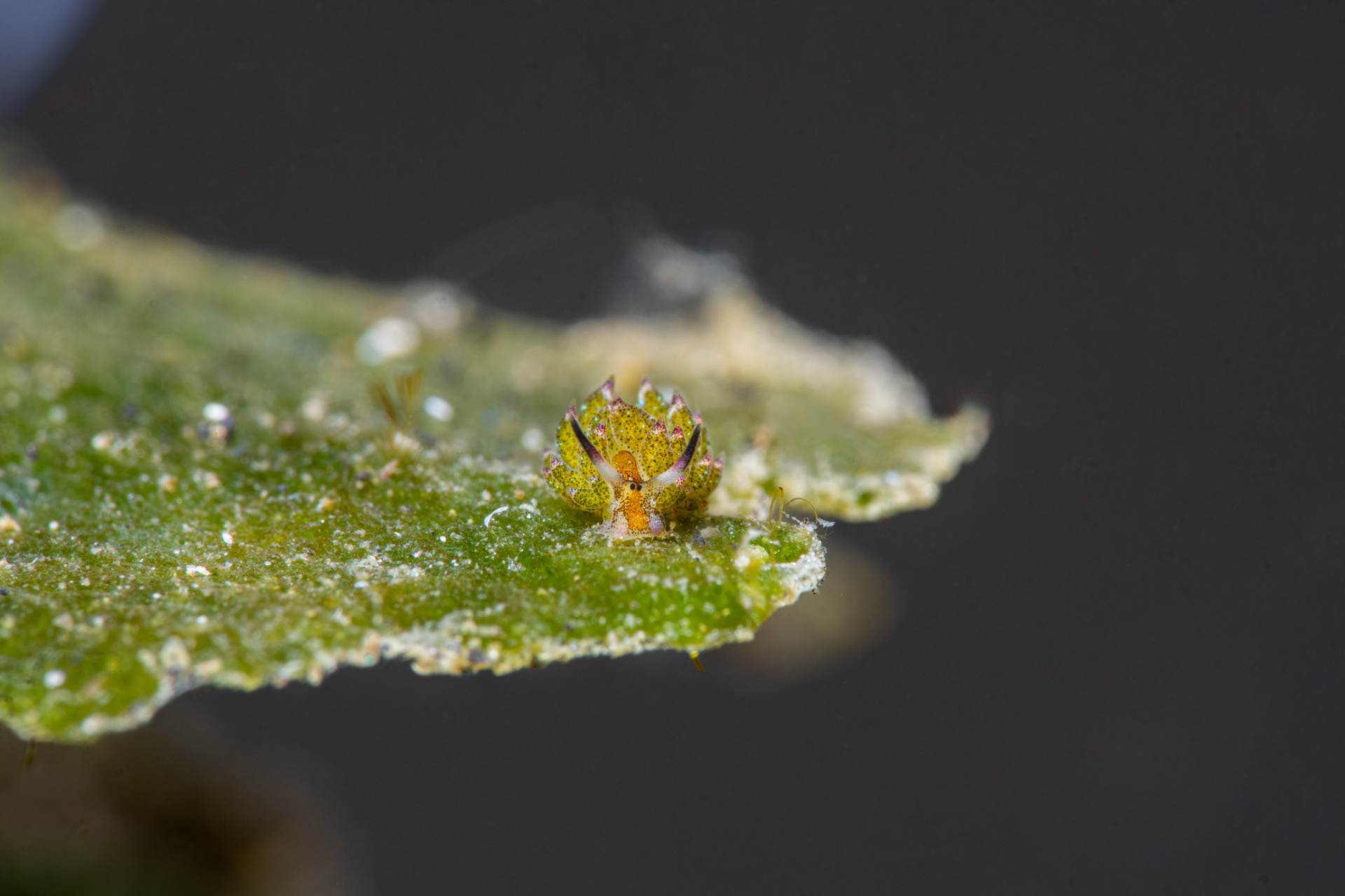 Shaun the Sheep Costasiella Kuroshimae