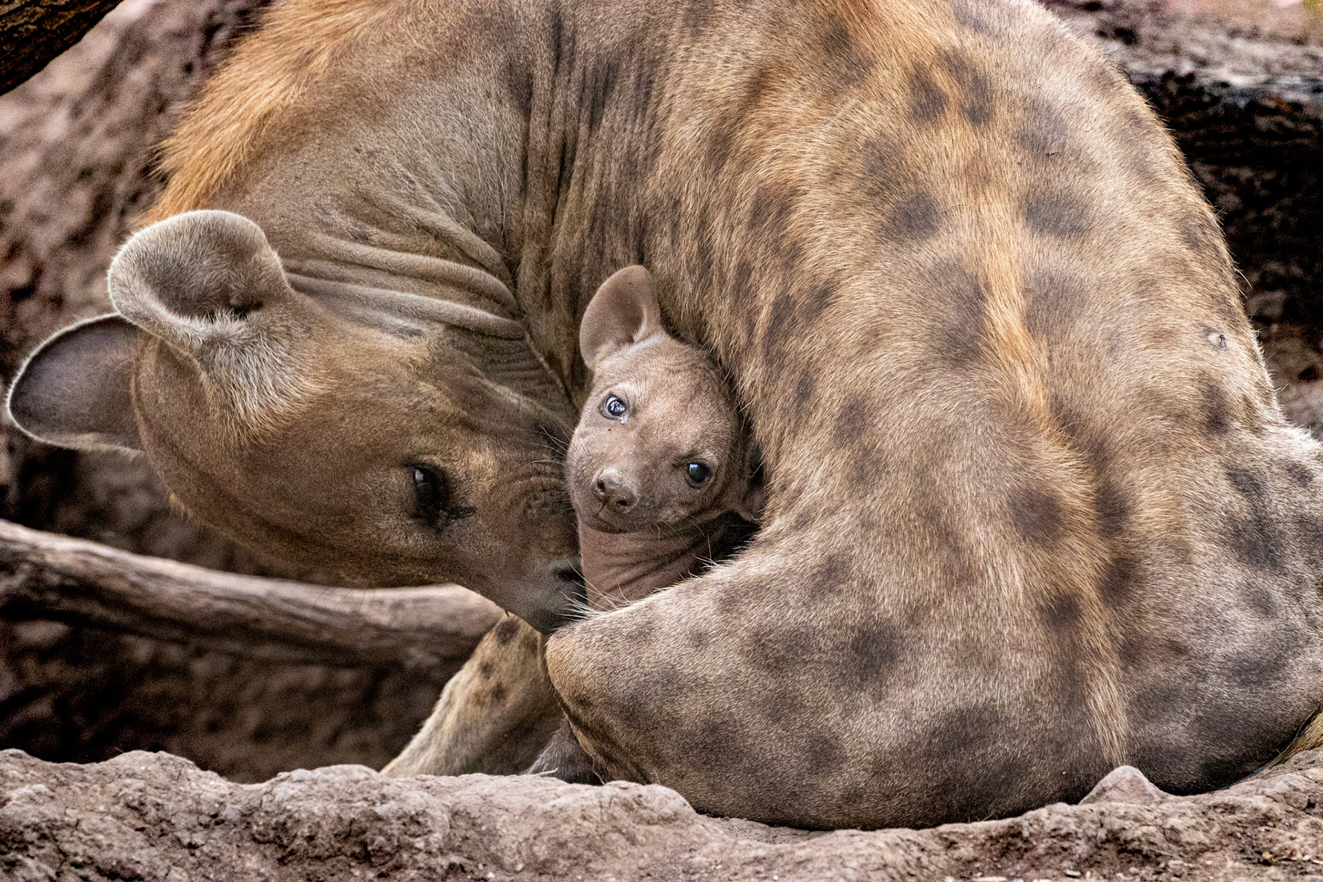 Hyena Mother and Cub