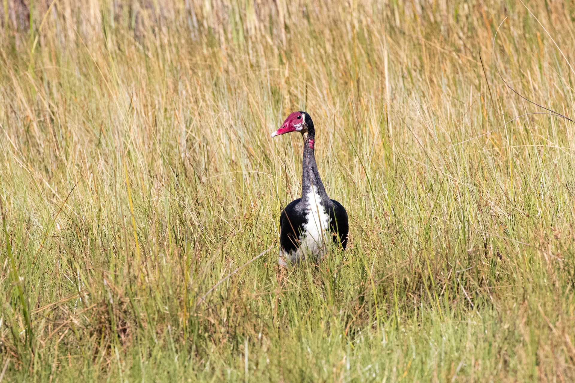 Spur Winged Goose