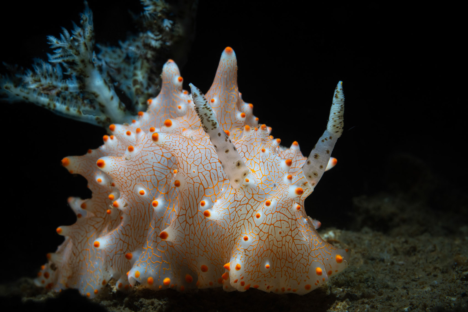 Nudibranch Halgerda batangas