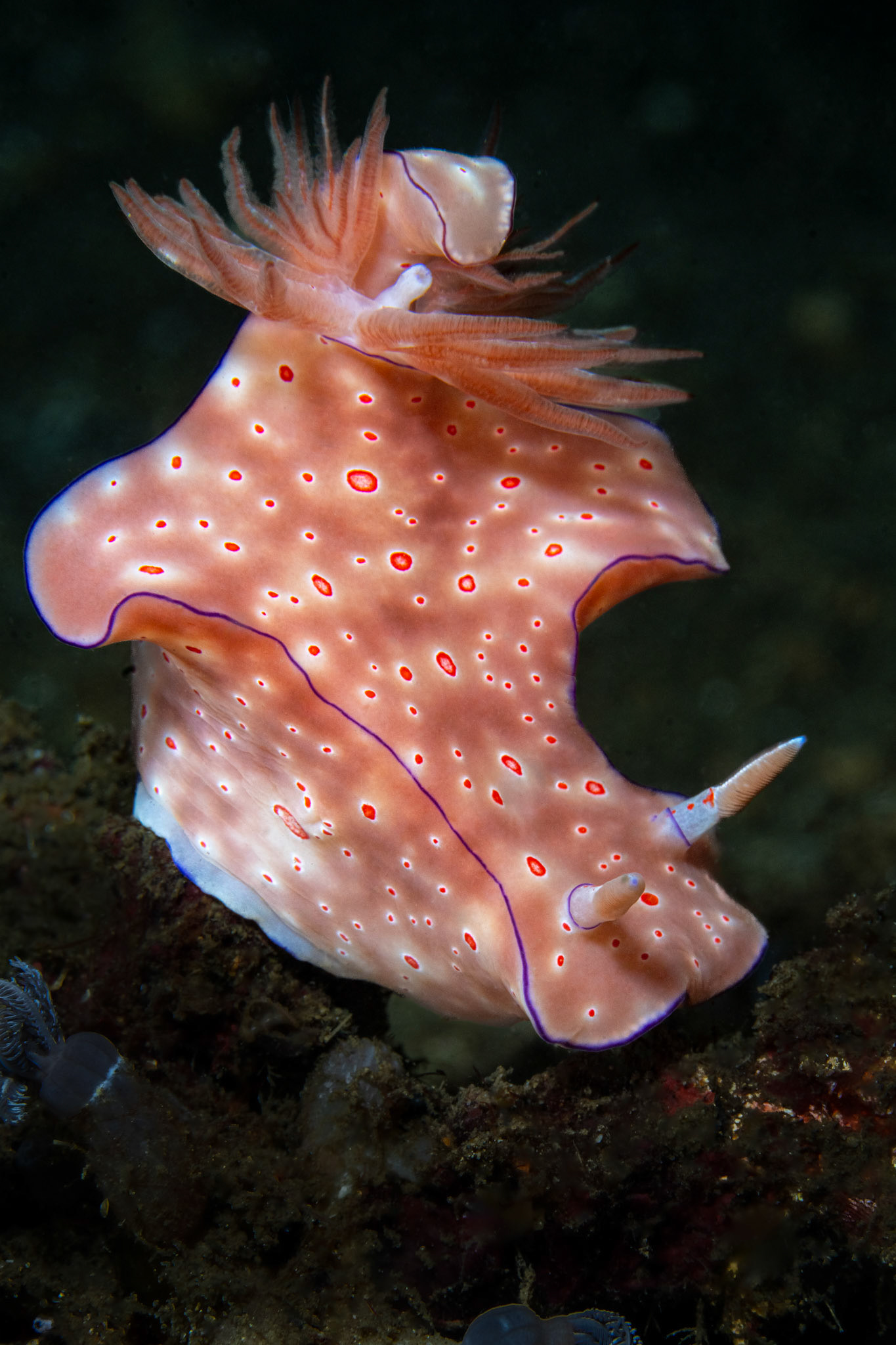Nudibranch Ceratosoma trilobatum