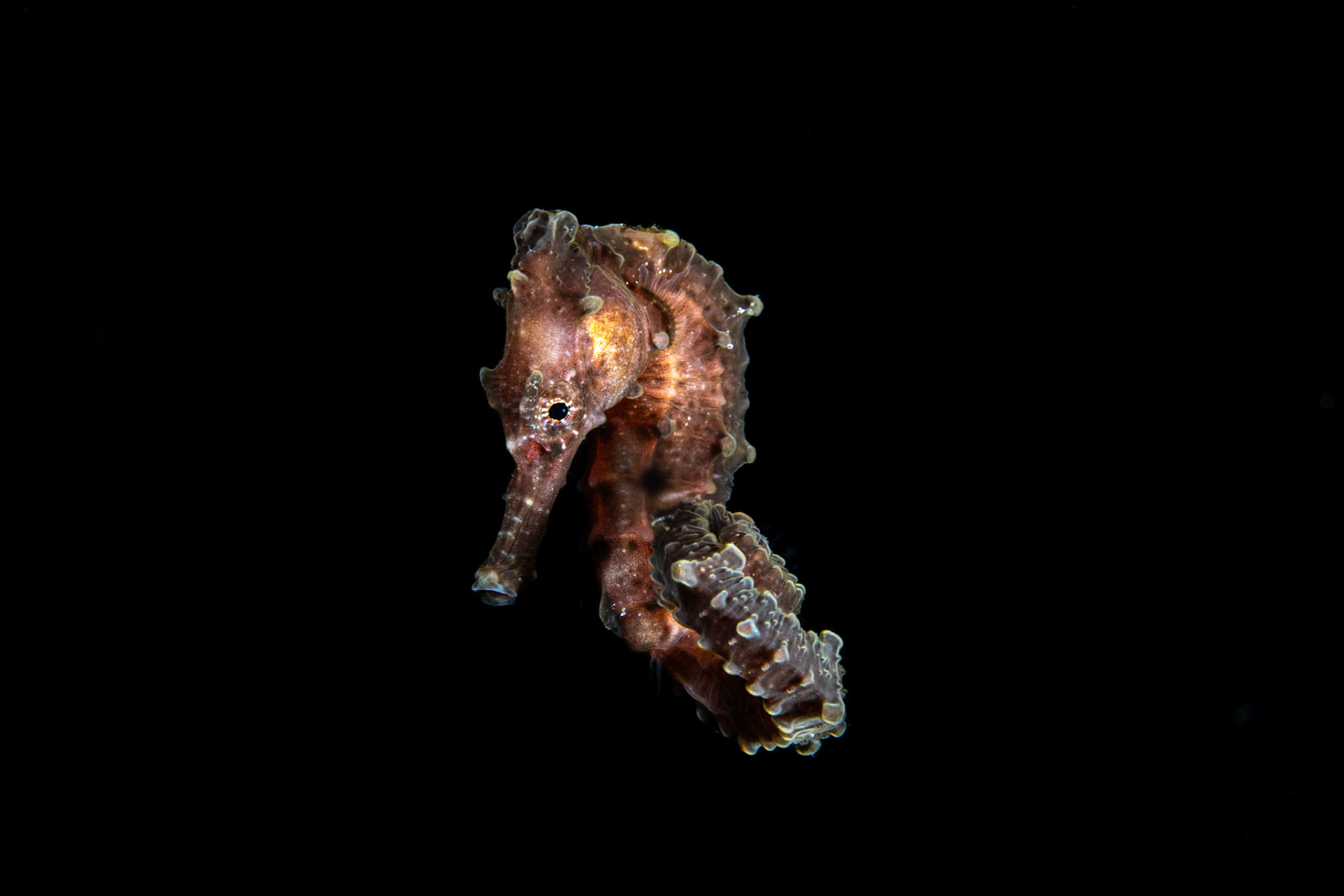 Juvenile Seahorse on Blackwater Dive