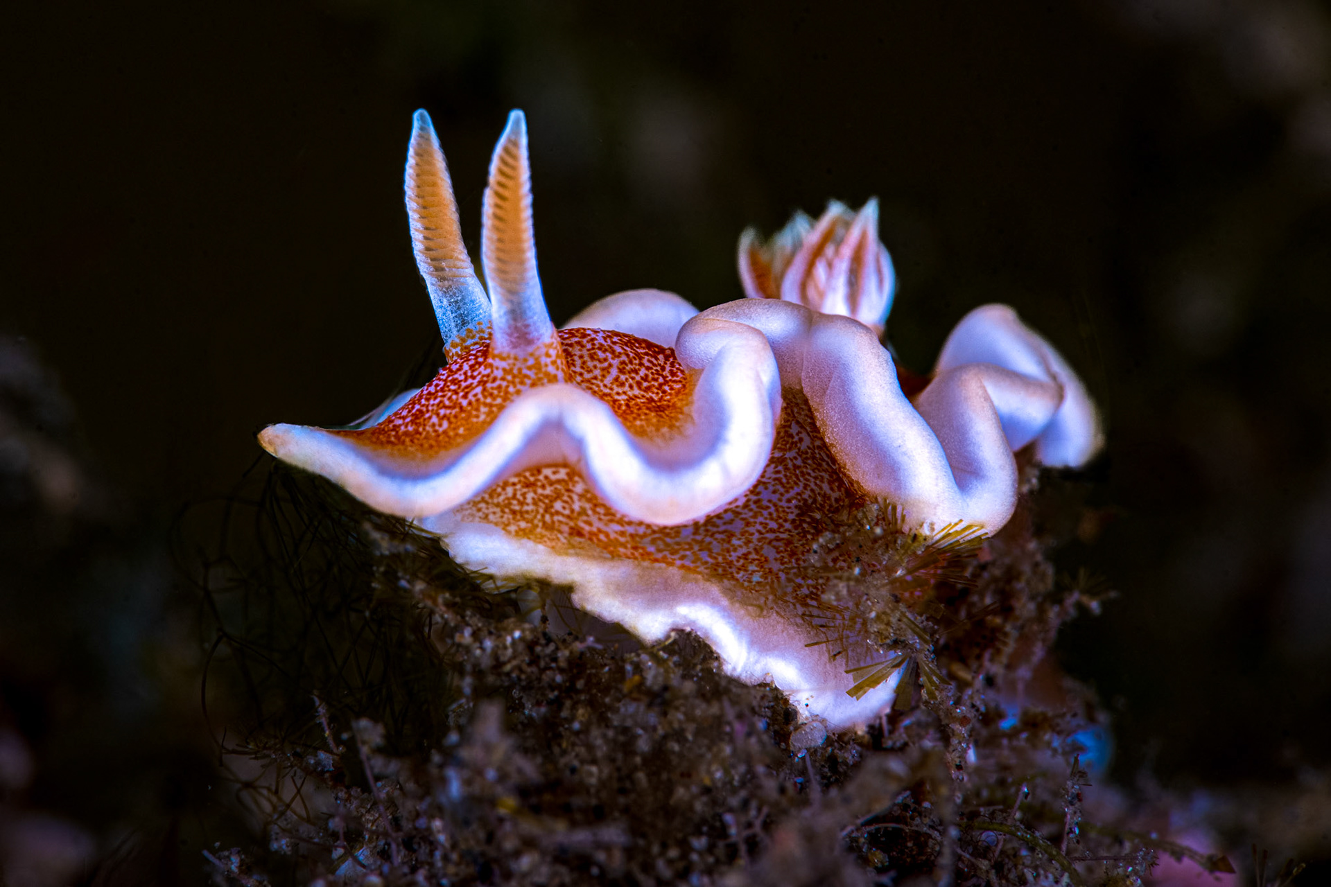 Chromodorididae Durvilledori