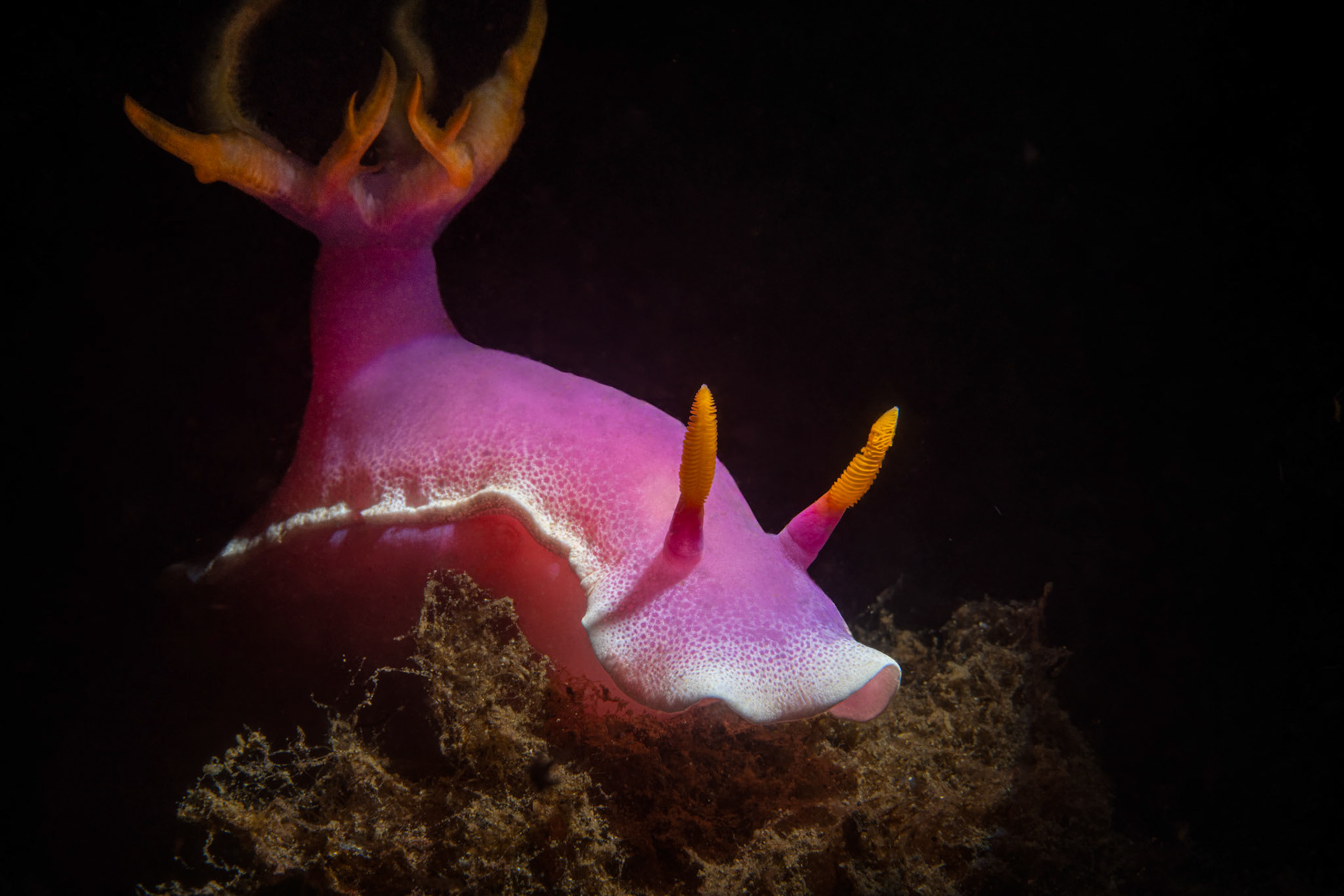Chromodoris Albopunctata