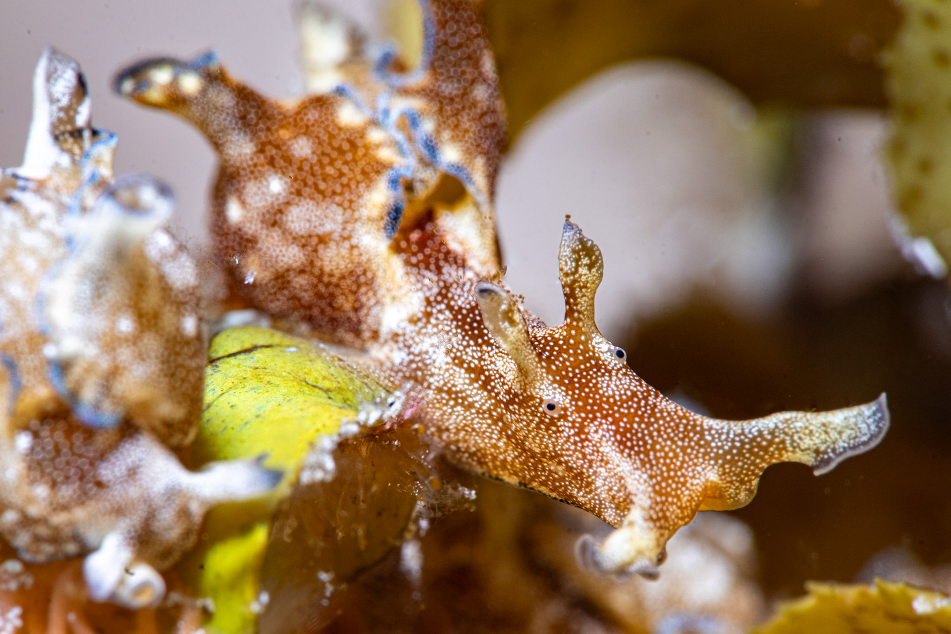 Freckled Sea Hare