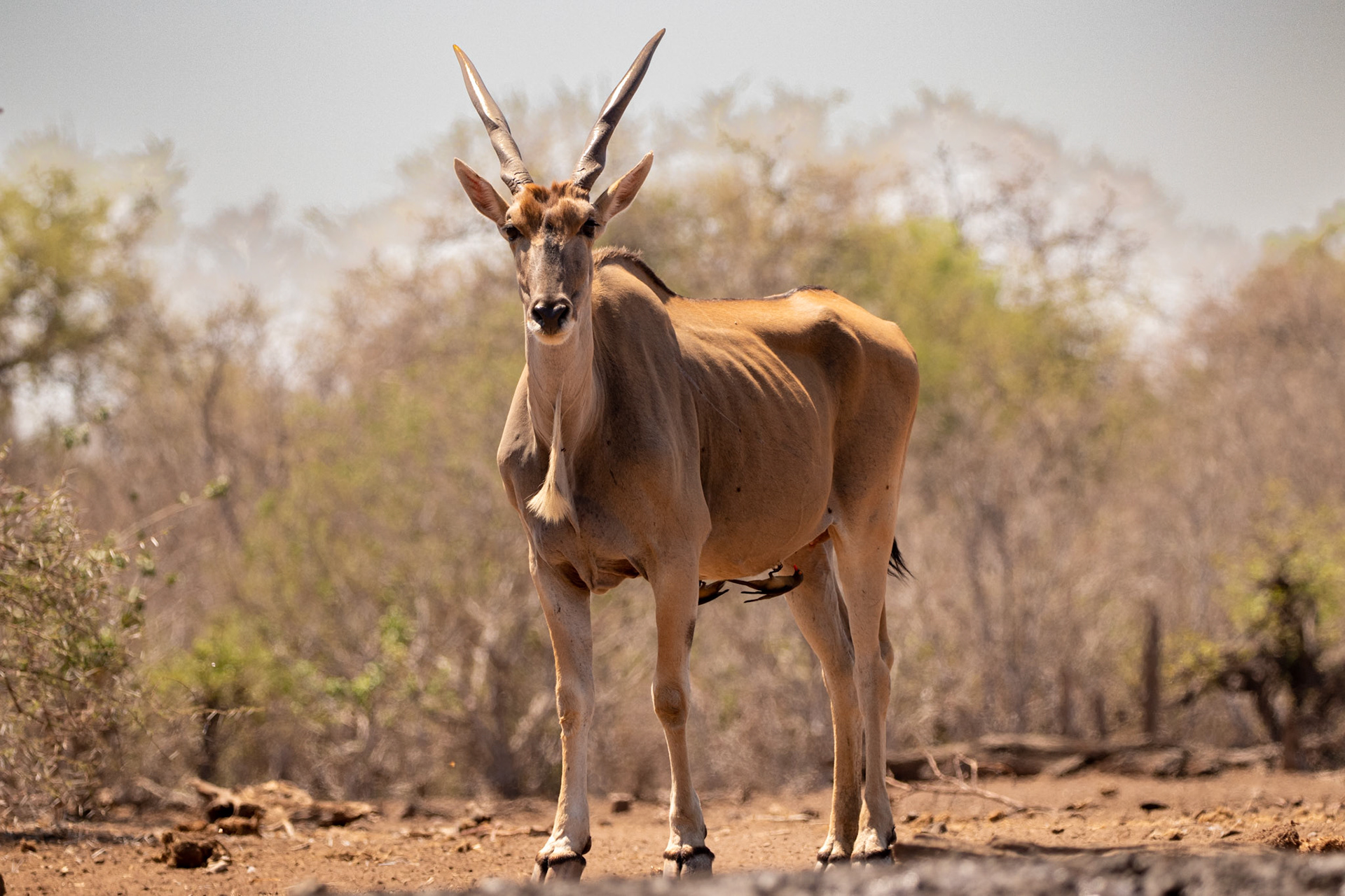 Eland