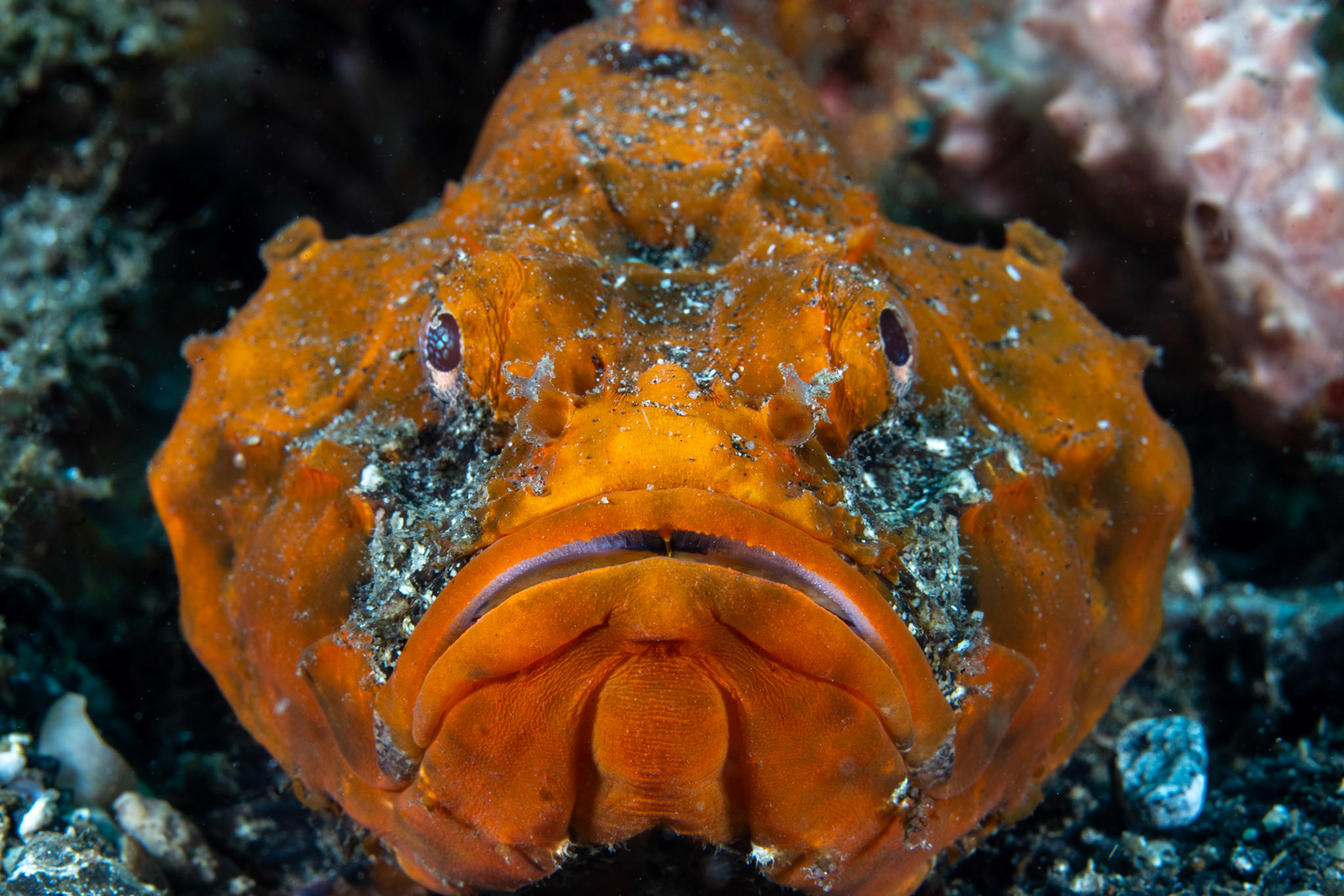 Flasher Scorpionfish